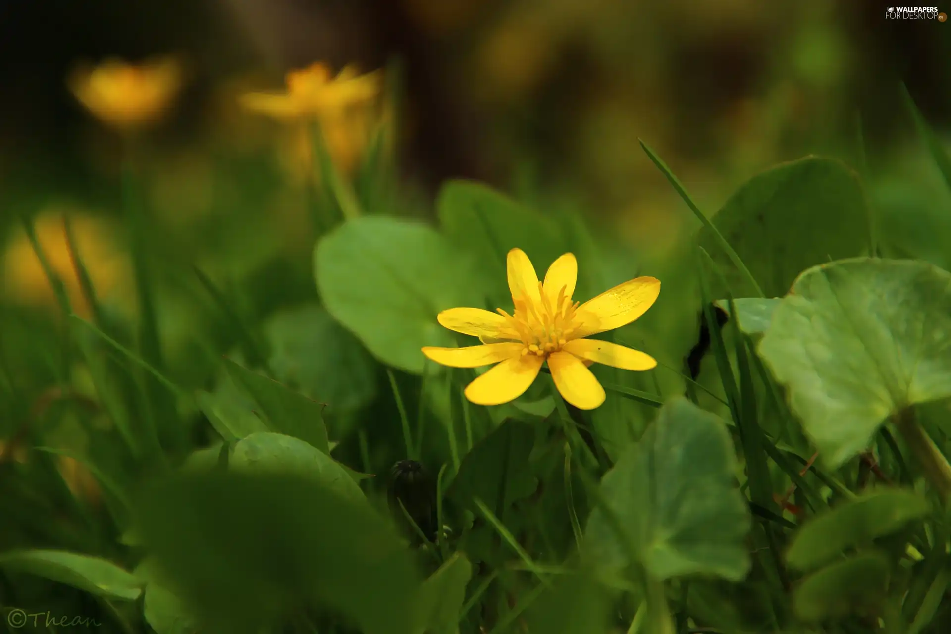 fig buttercup, Yellow