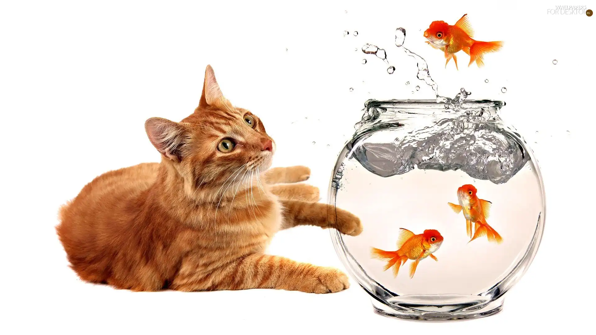fishes, kitten, aquarium
