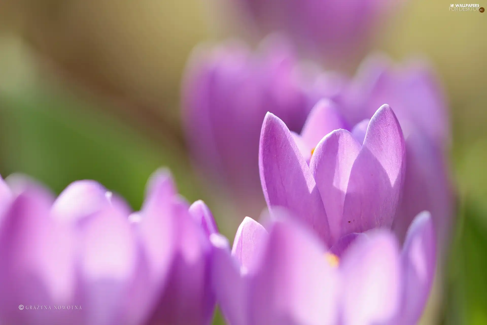 crocuses, Flowers, flakes, purple