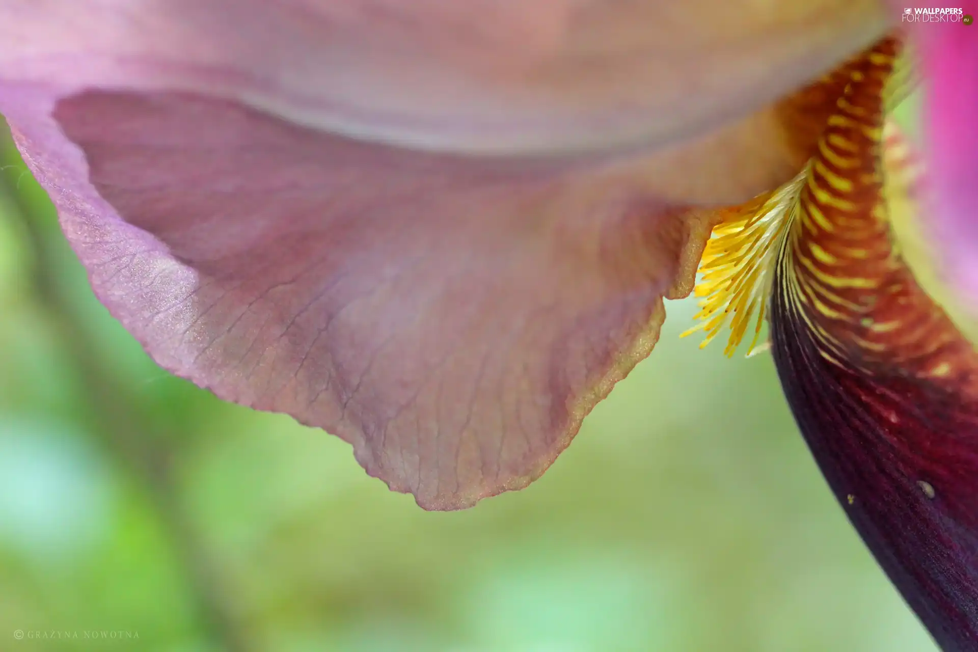 iris, flakes
