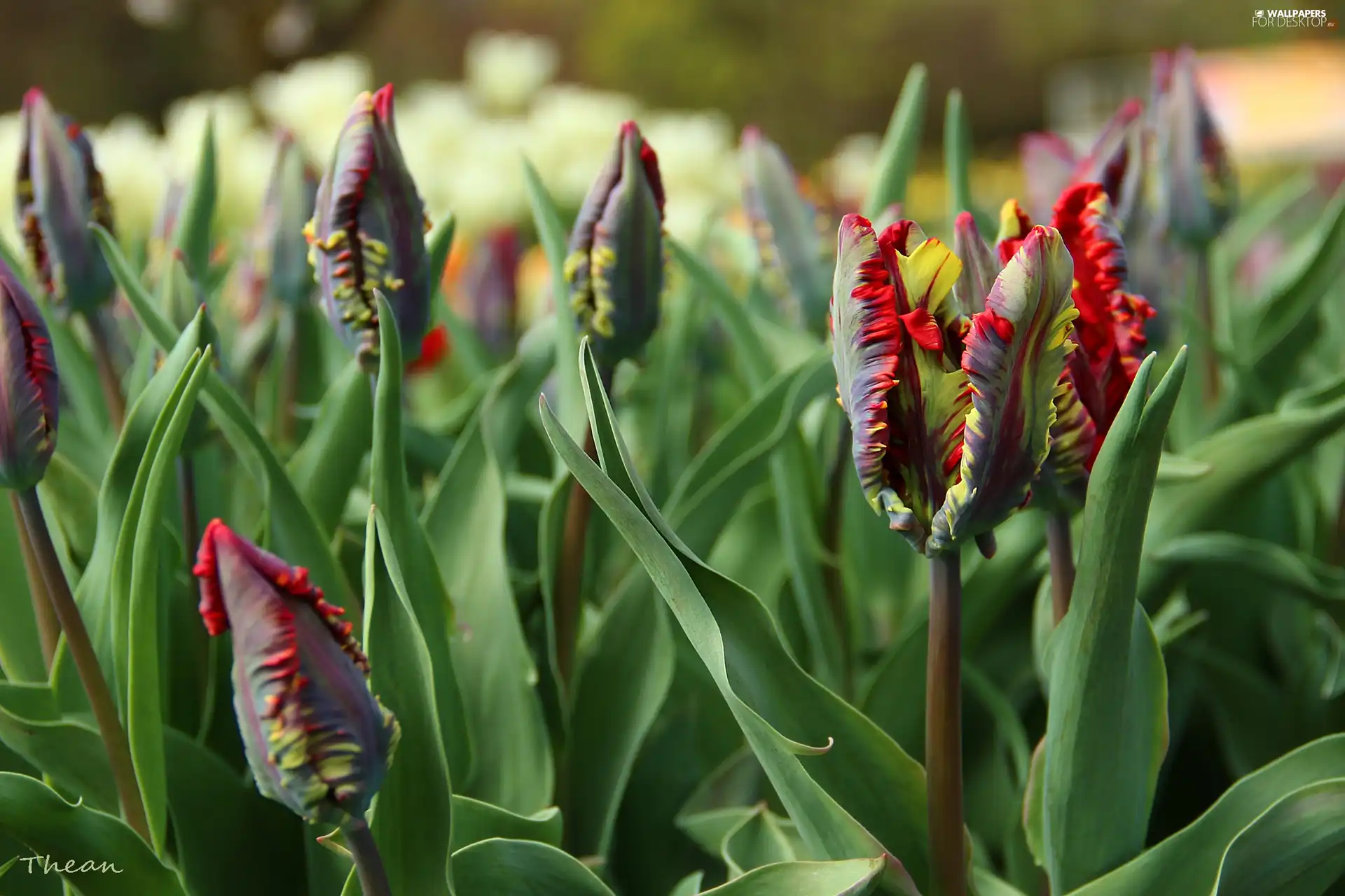 Red, frayed, flakes, Tulips