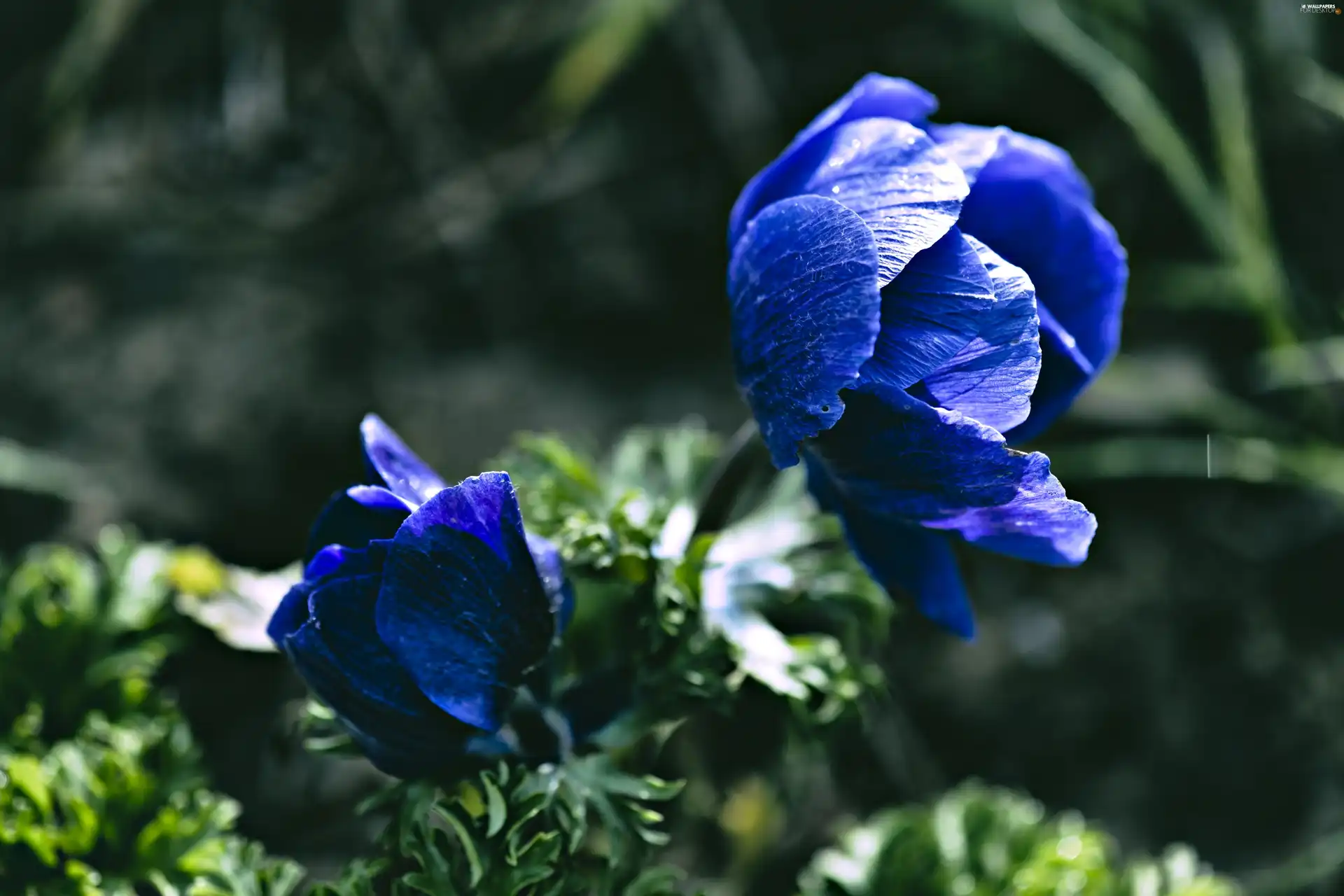 ligh, Blue, flash, luminosity, sun, Flowers