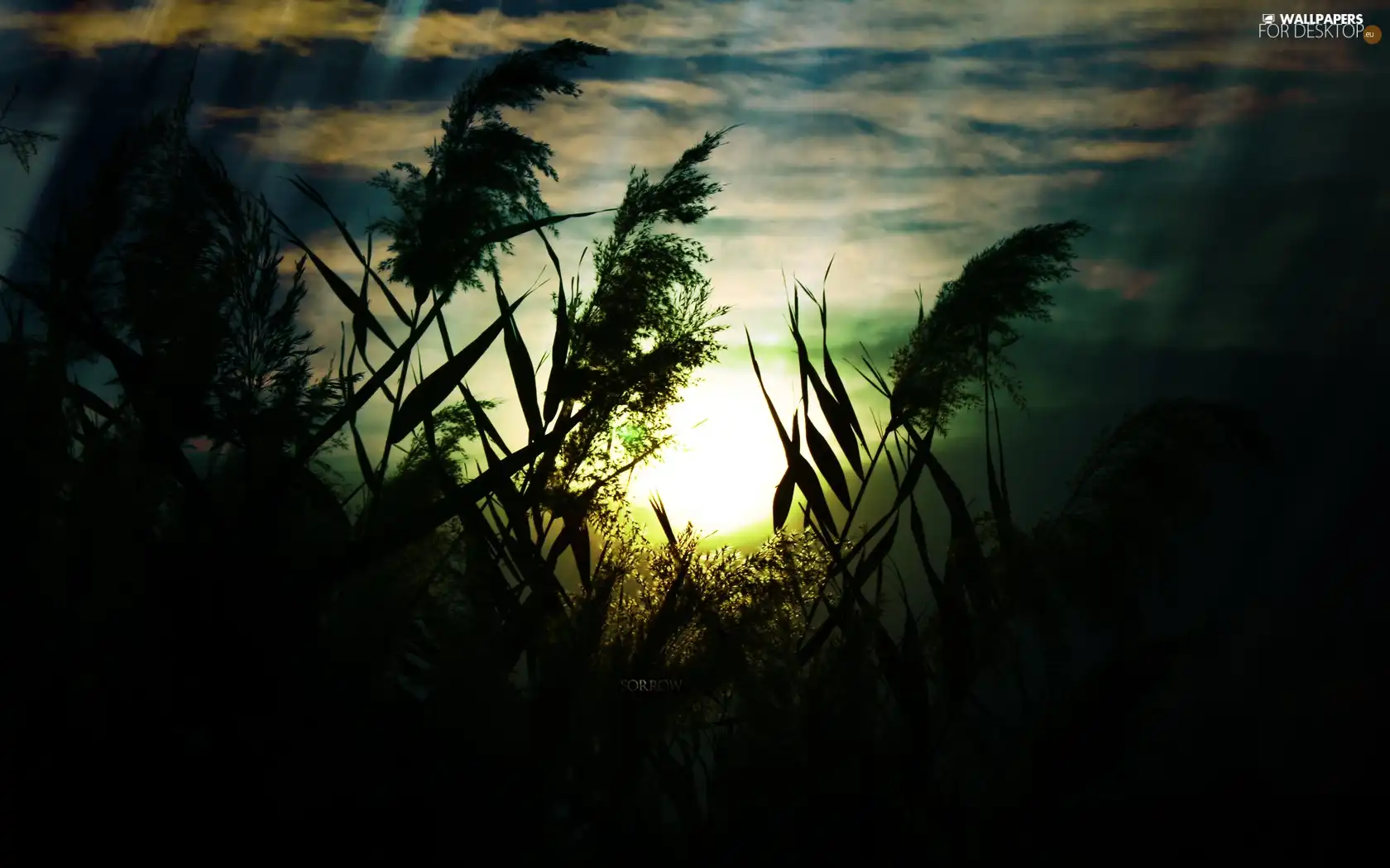 ligh, grass, flash, luminosity, sun, Przebijające