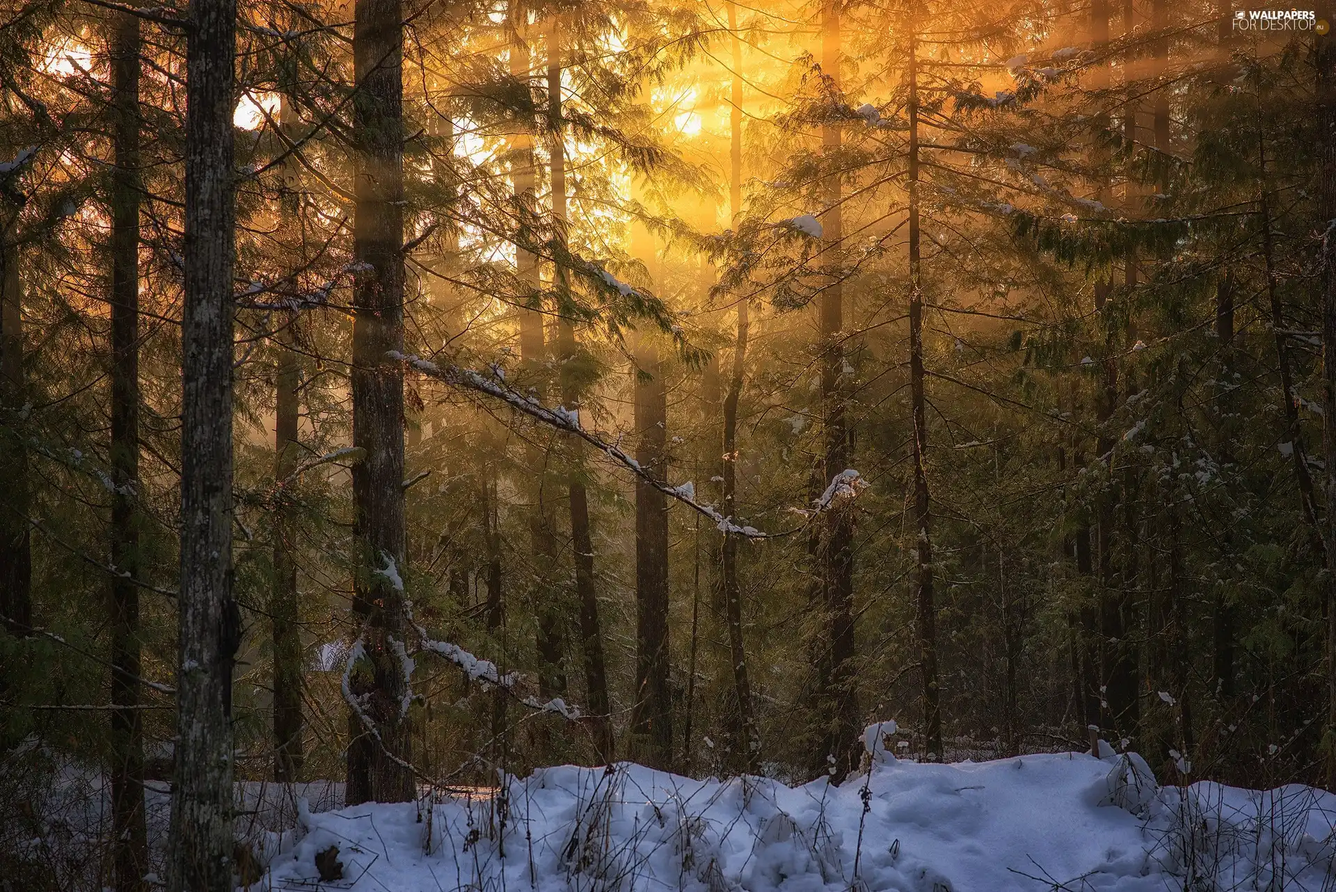 sun, Przebijające, luminosity, ligh, forest, flash, winter