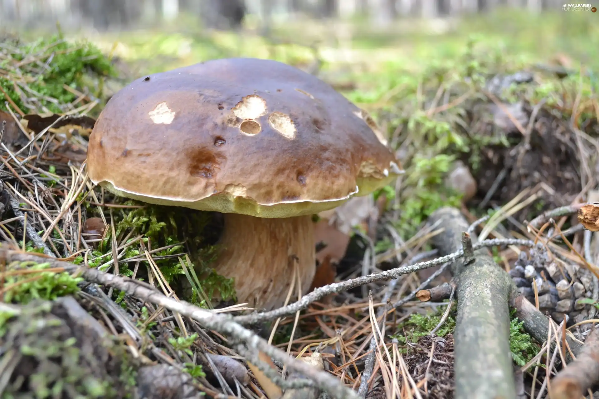 forester, Boletus edulis, fleece