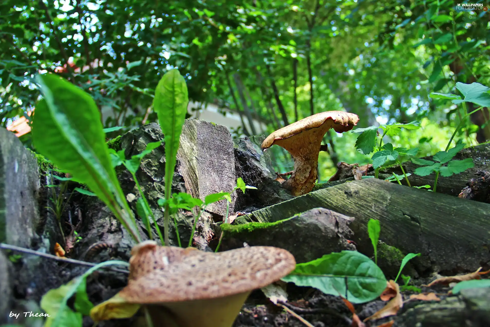 fleece, mushrooms, Stems