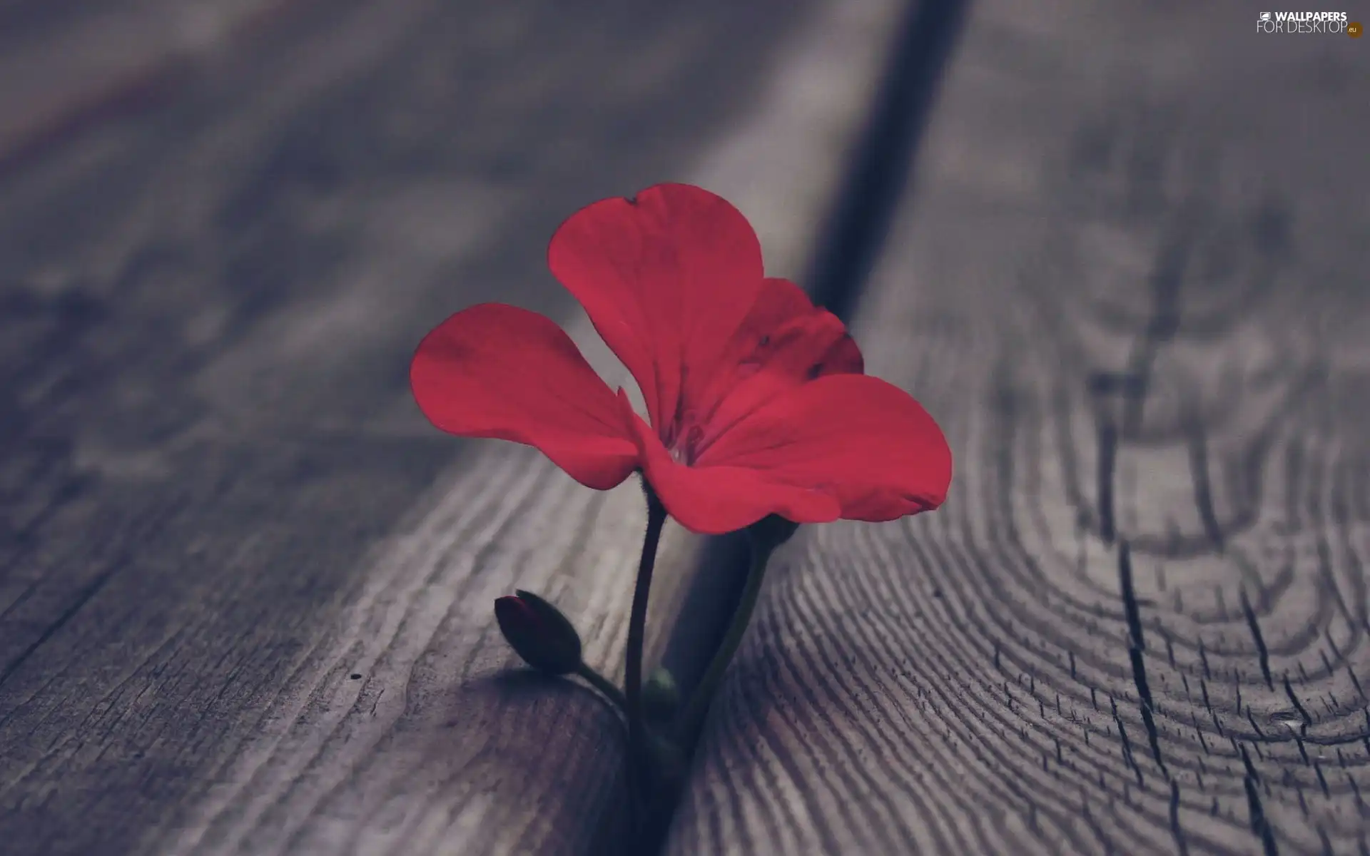 Flower, floor