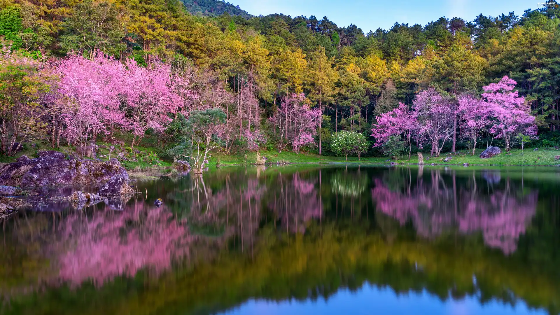 trees, viewes, viewes, forest, trees, lake, Spring, Flourished