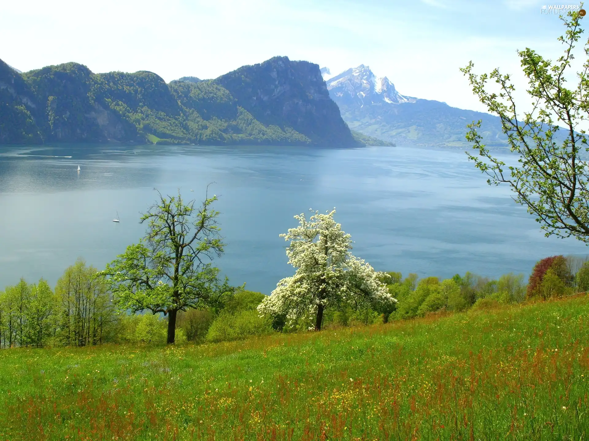 flourishing, trees, water, Meadow, Mountains