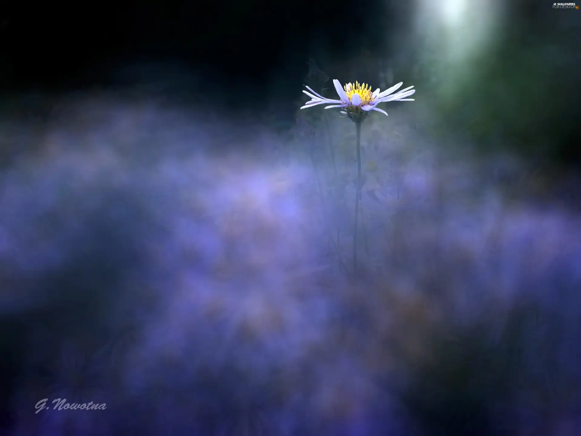 Flower, Blue, background