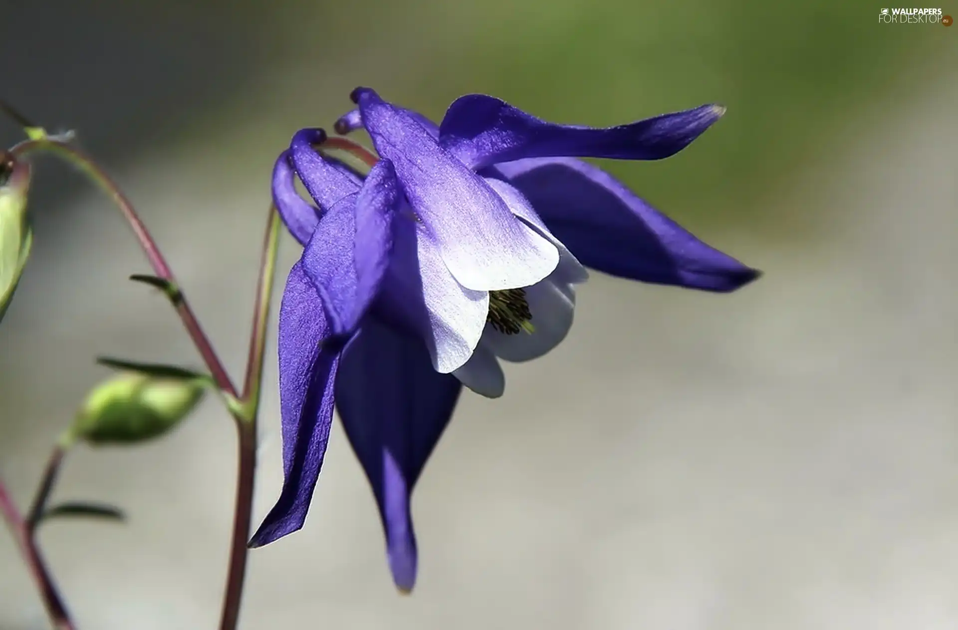 blue, Flower