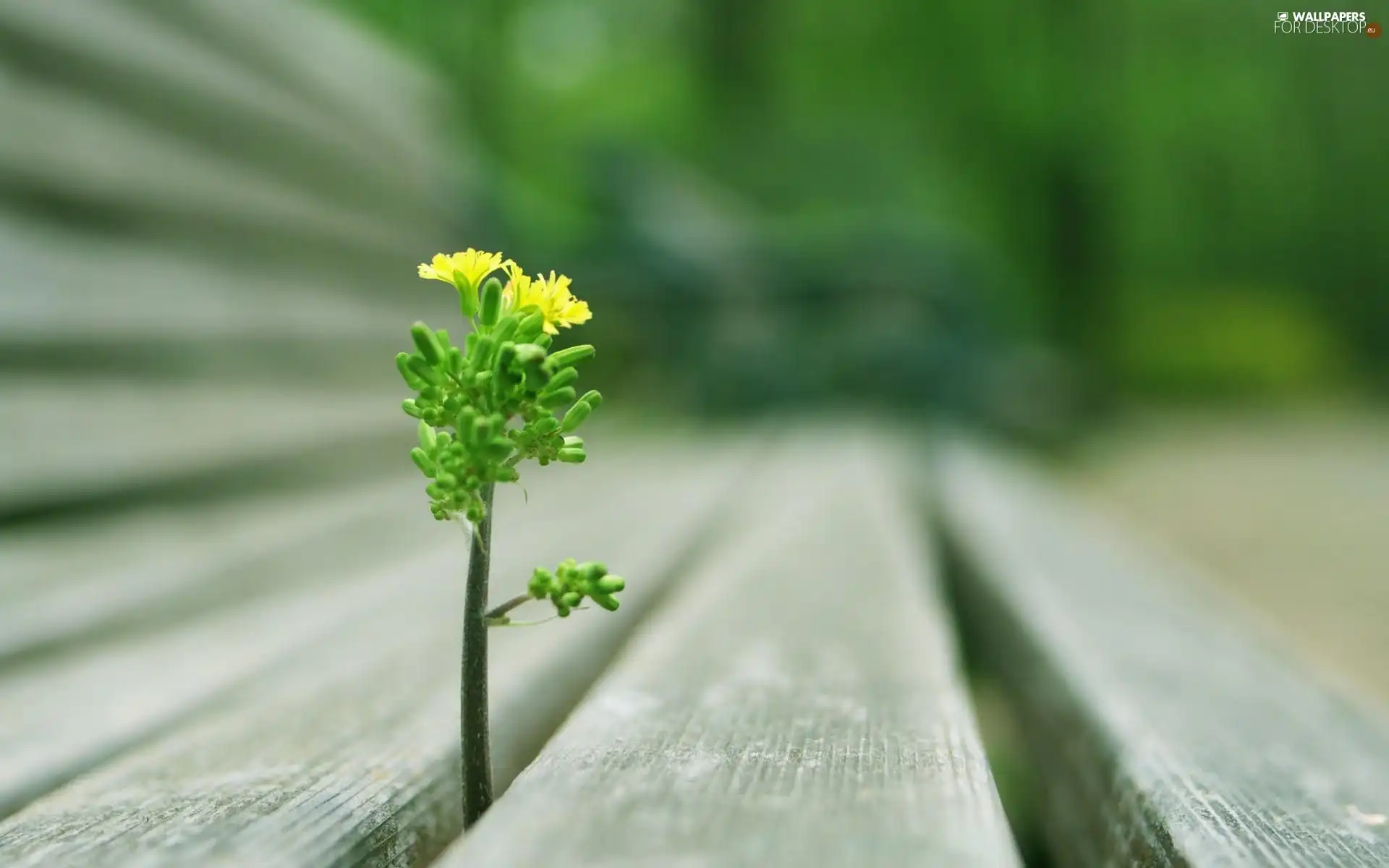 boarding, Flower