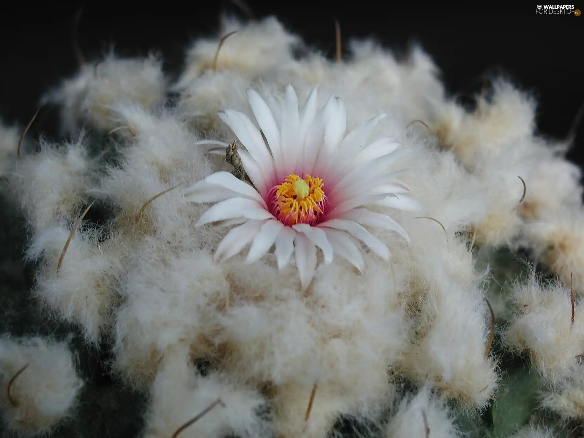 Cactus, Flower