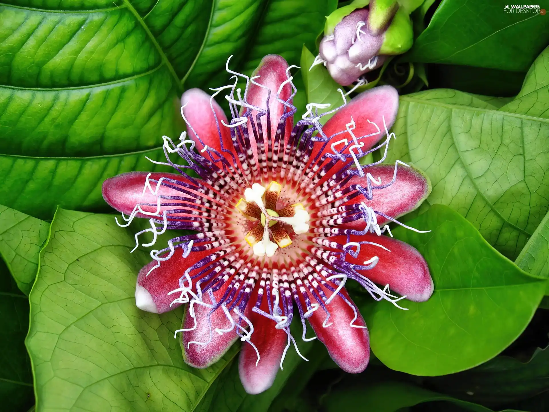 exotic, Passion, Flower, Colourfull Flowers