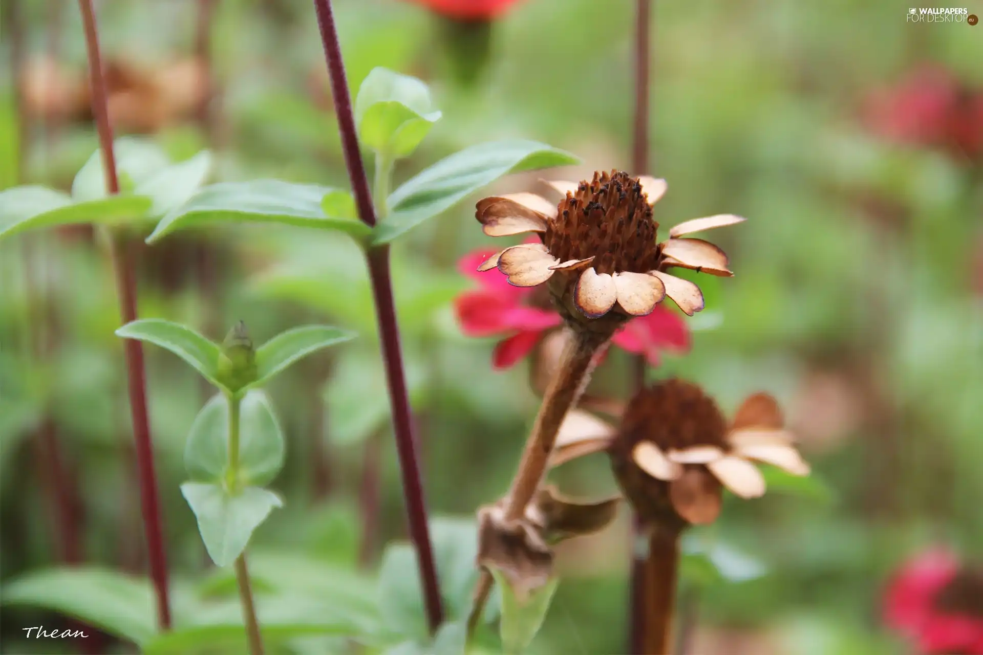 dry, Flower