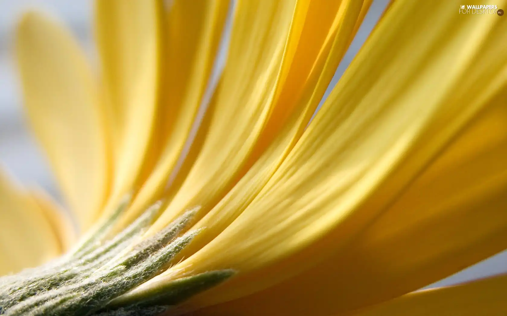 Flower, Yellow, flakes