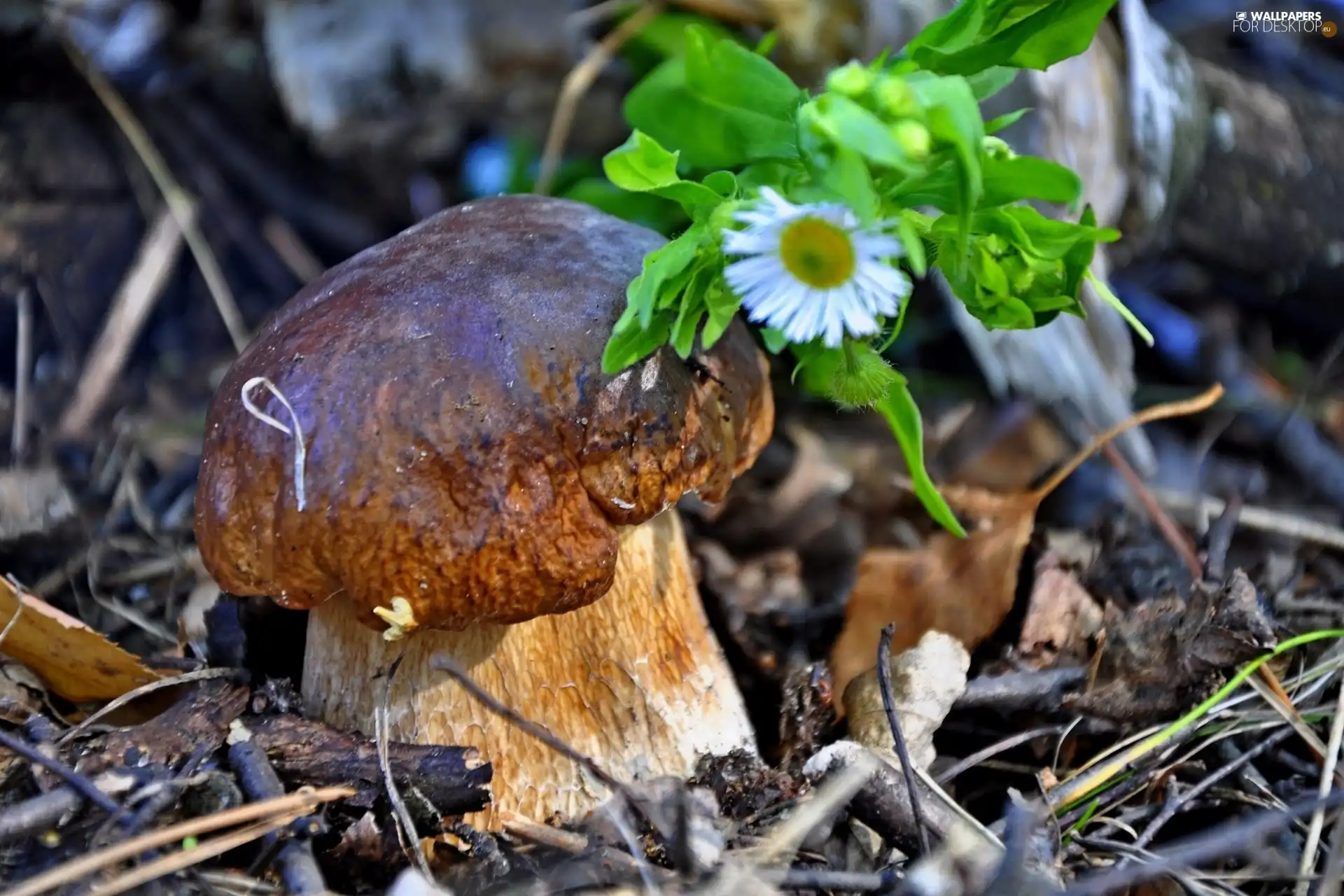 Flower, Mushrooms, forest