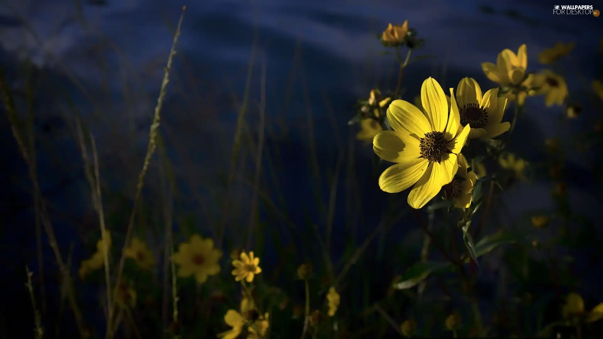 Flower, Yellow, meadow