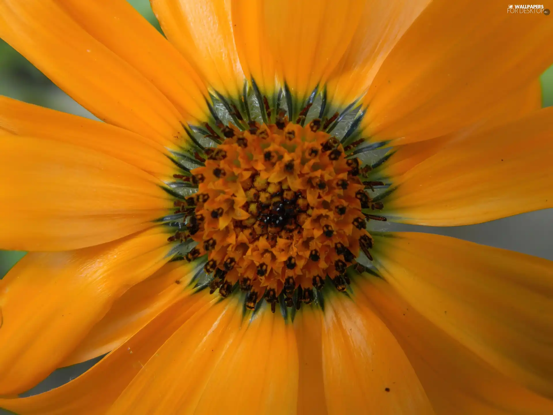 Orange, Flower