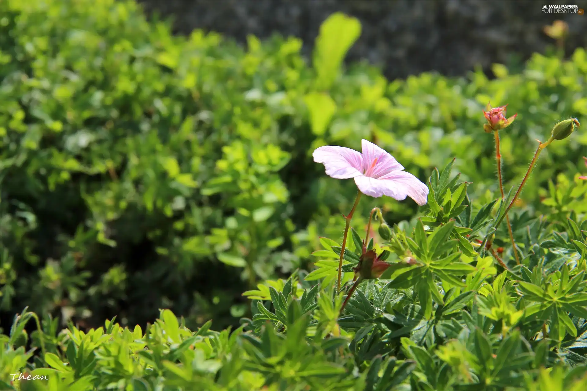 Pink, Flower