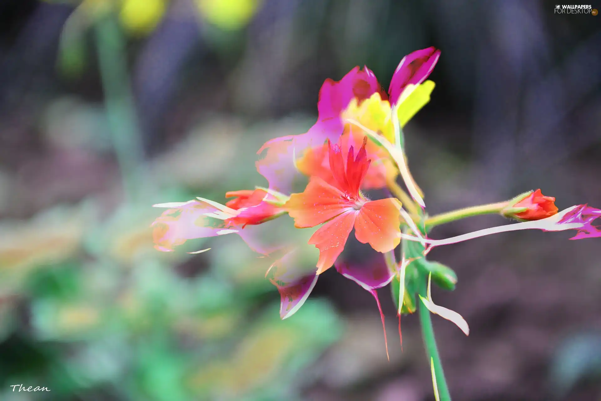 Red, Flower