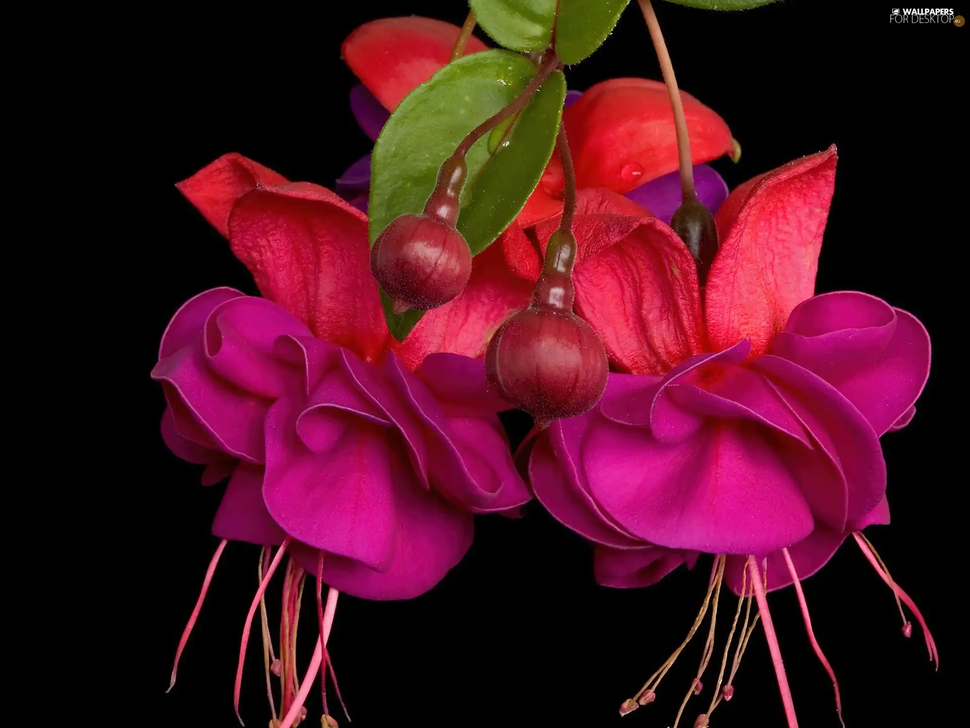 red, composition, Flower, Pink