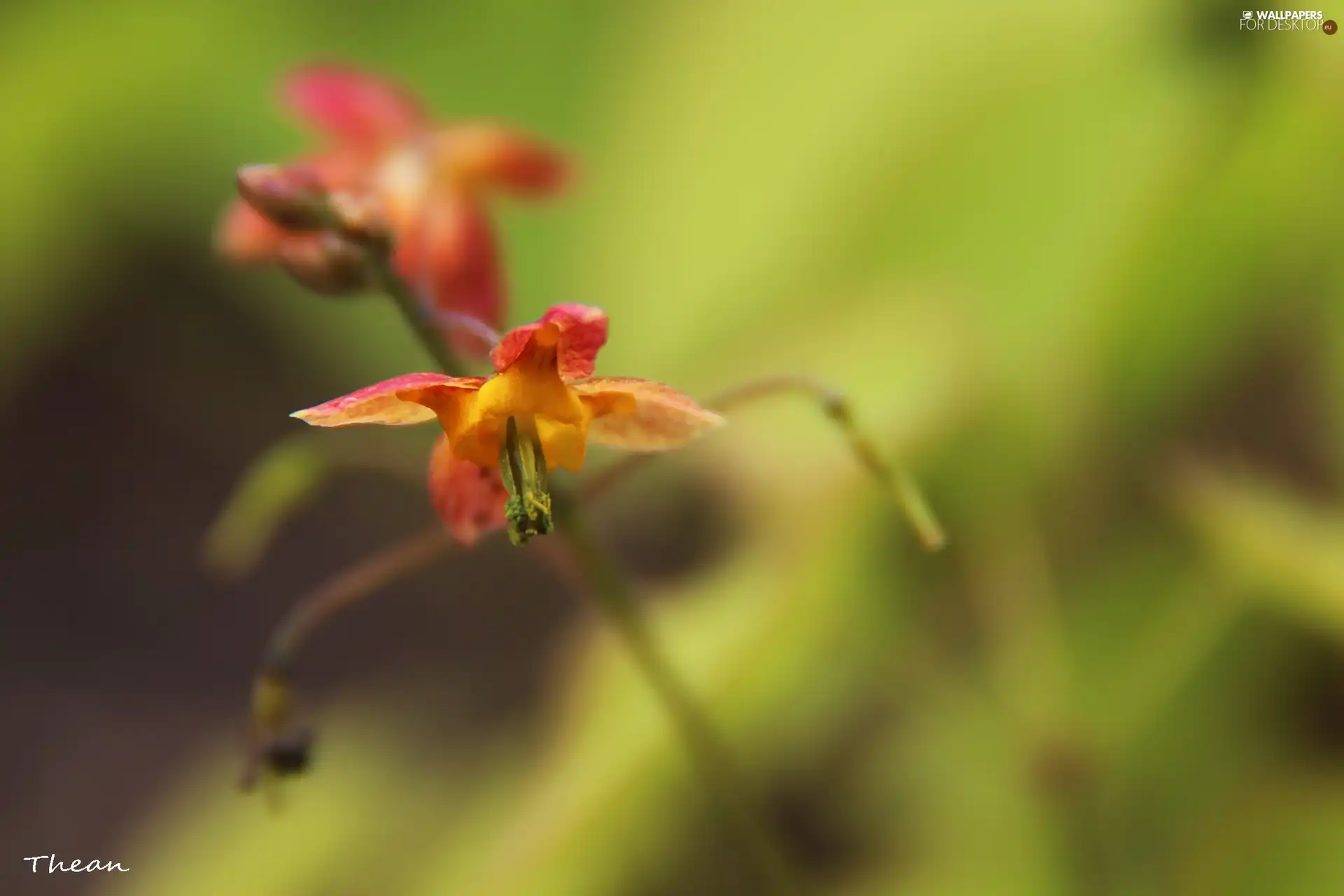 Flower, small, Red