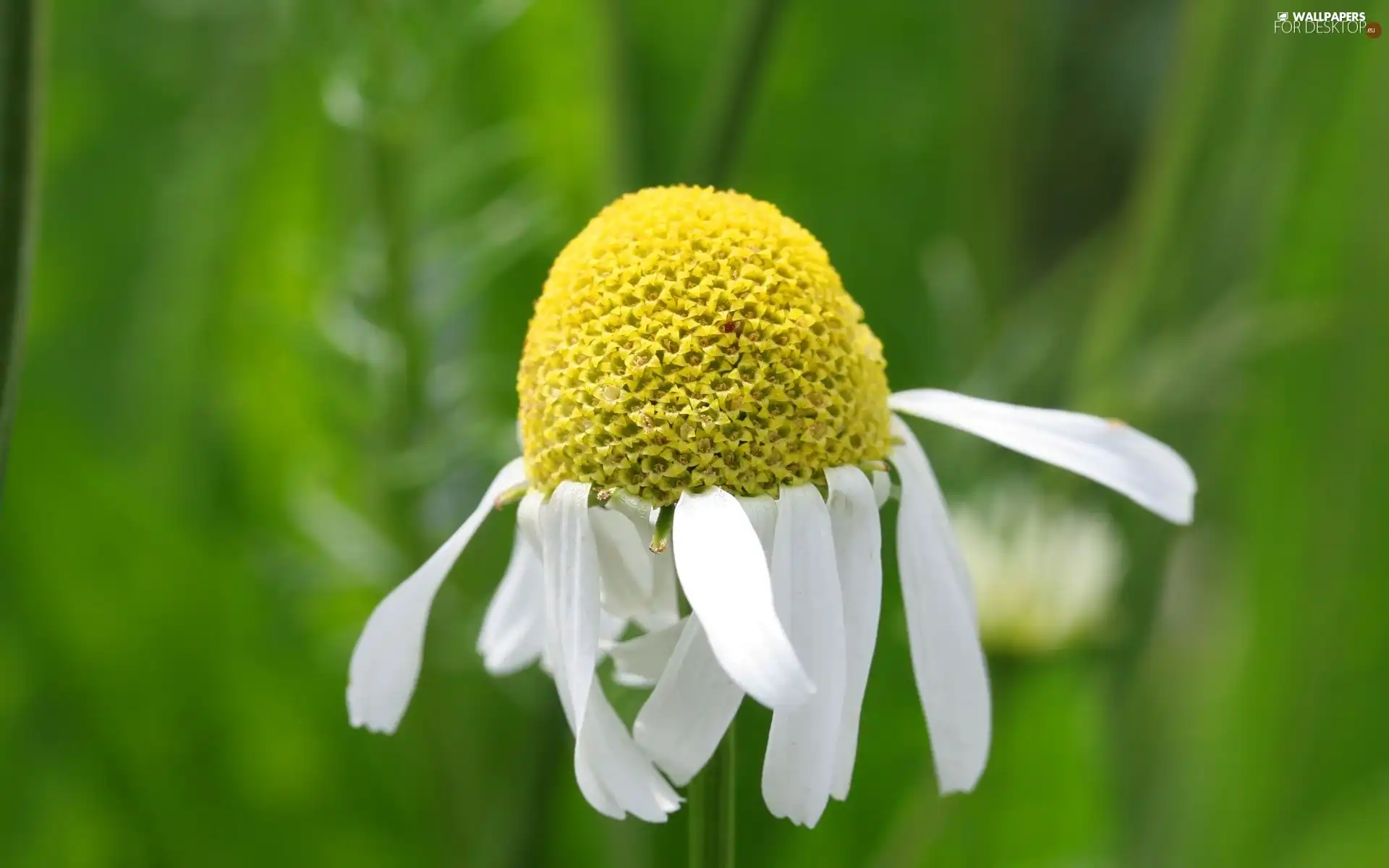 White, Flower