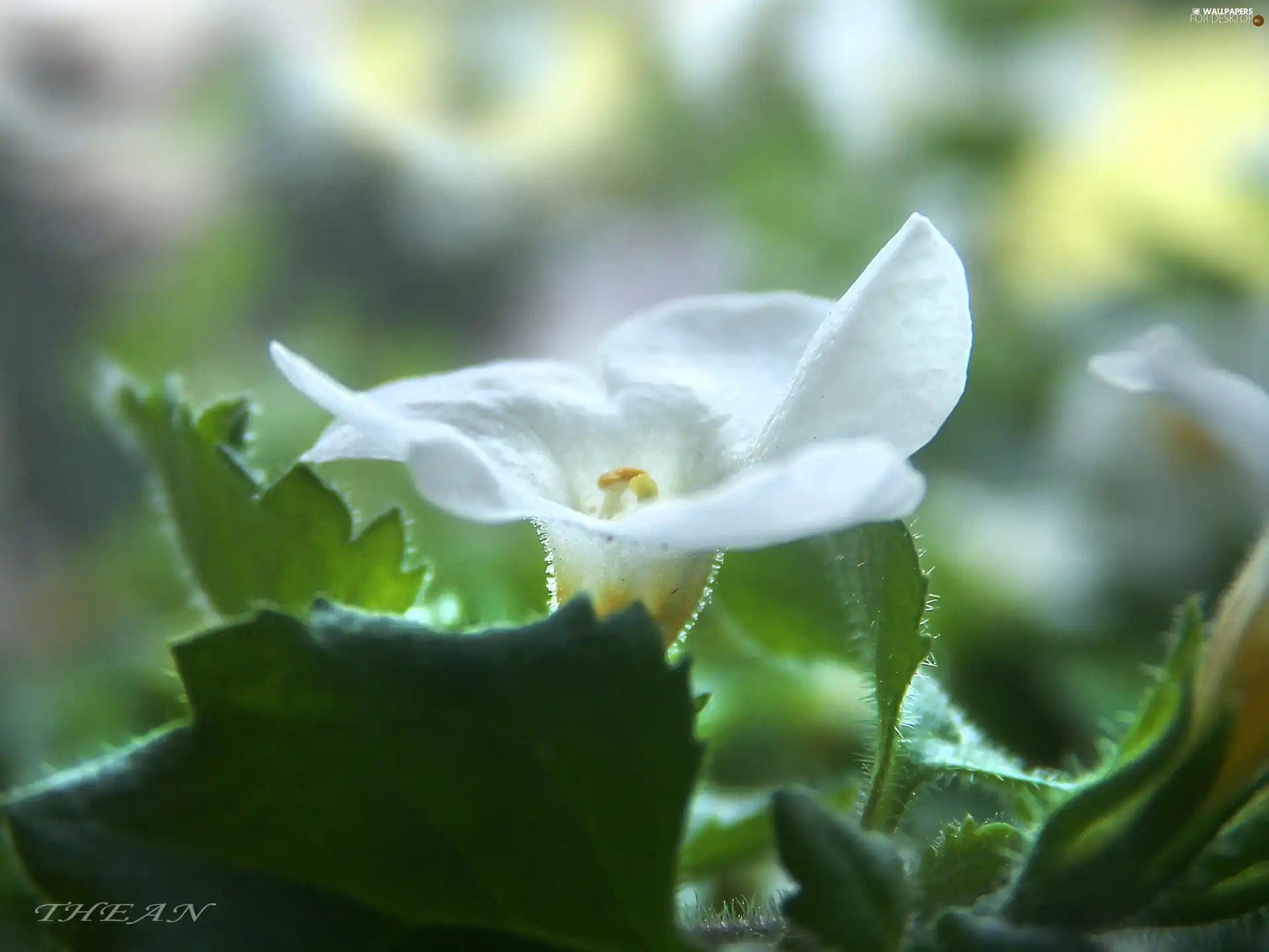 White, Flower