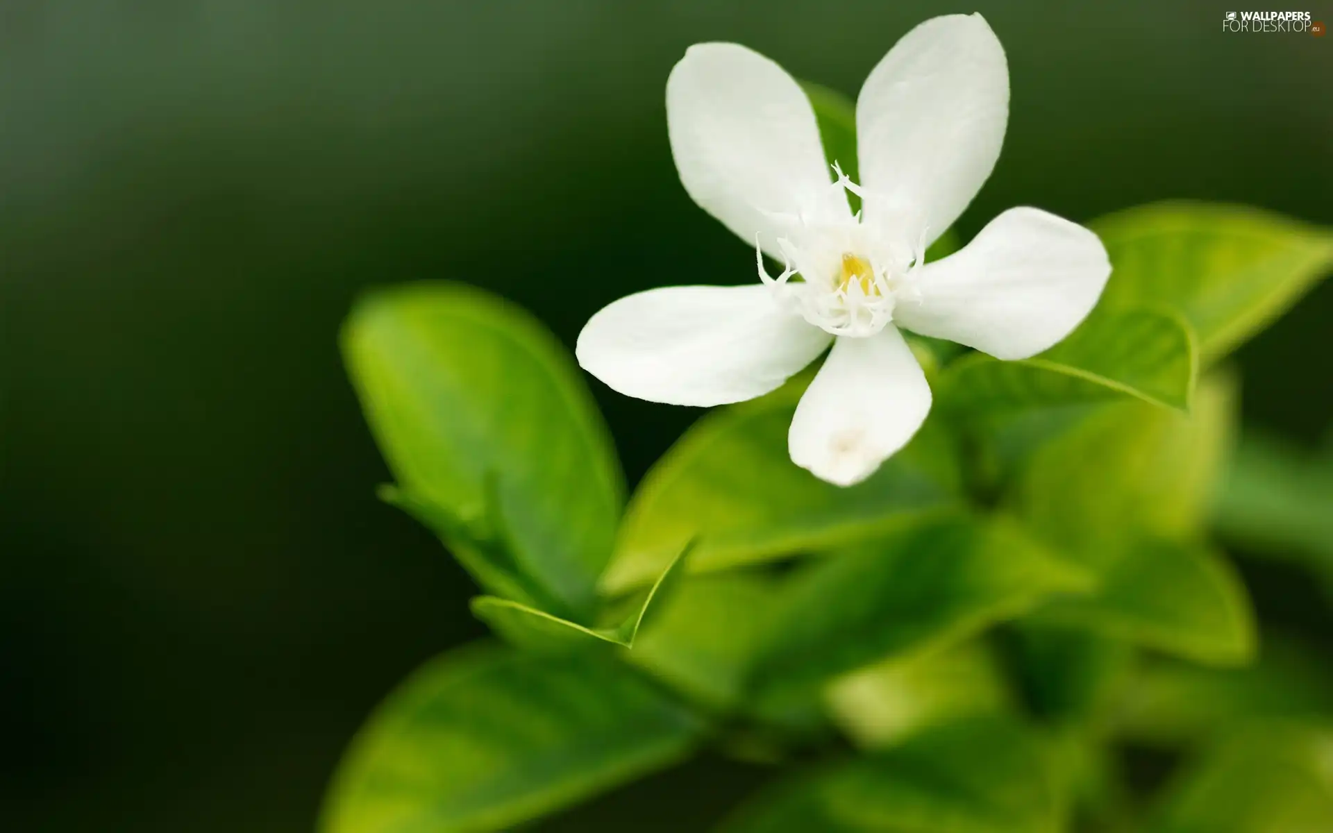 flower, small, White