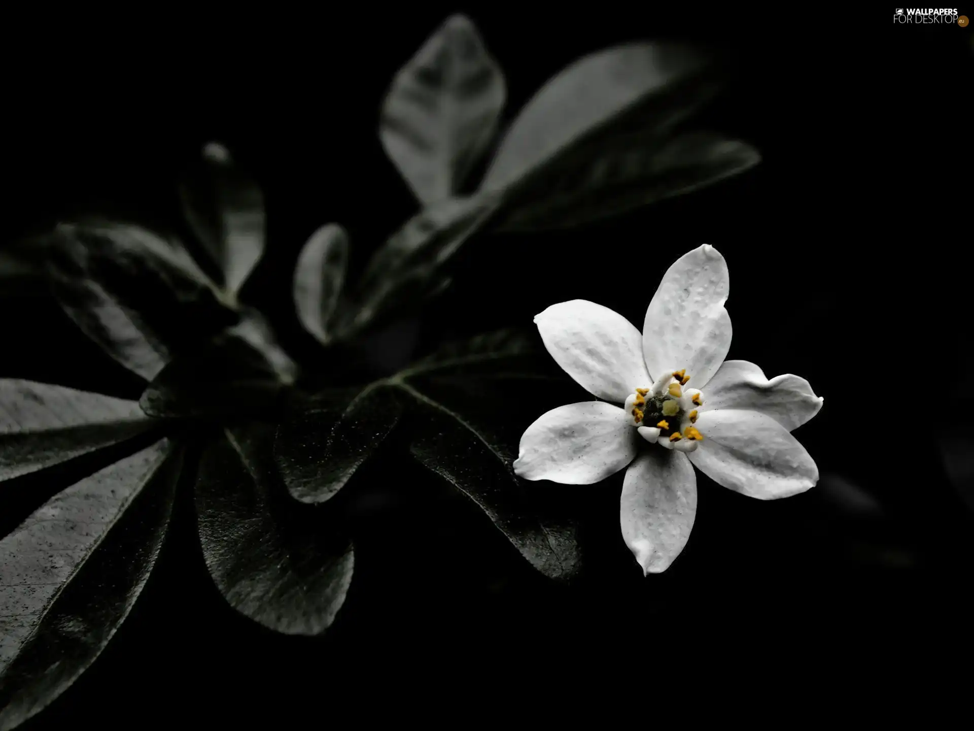 White, flower