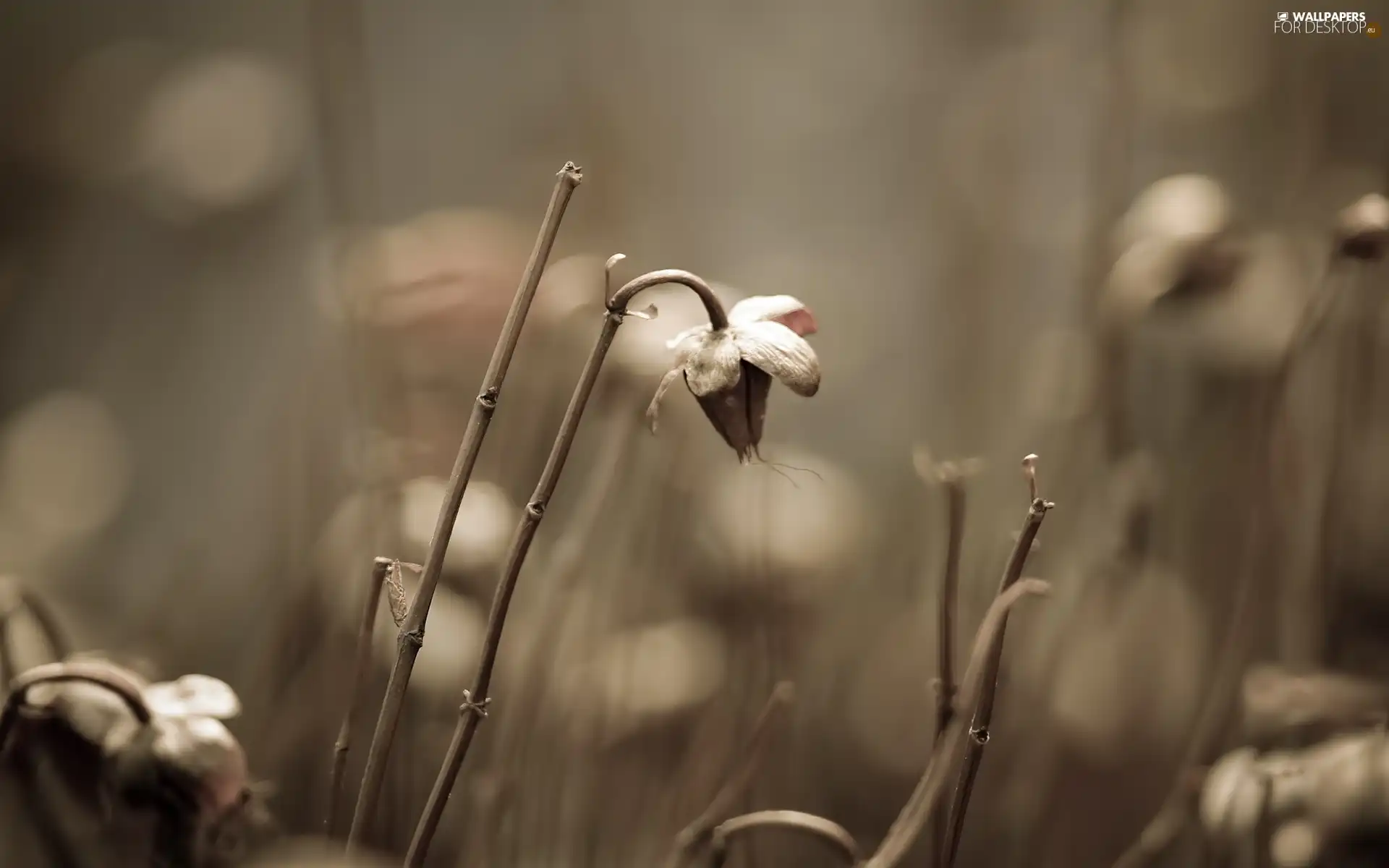 withered, Flower