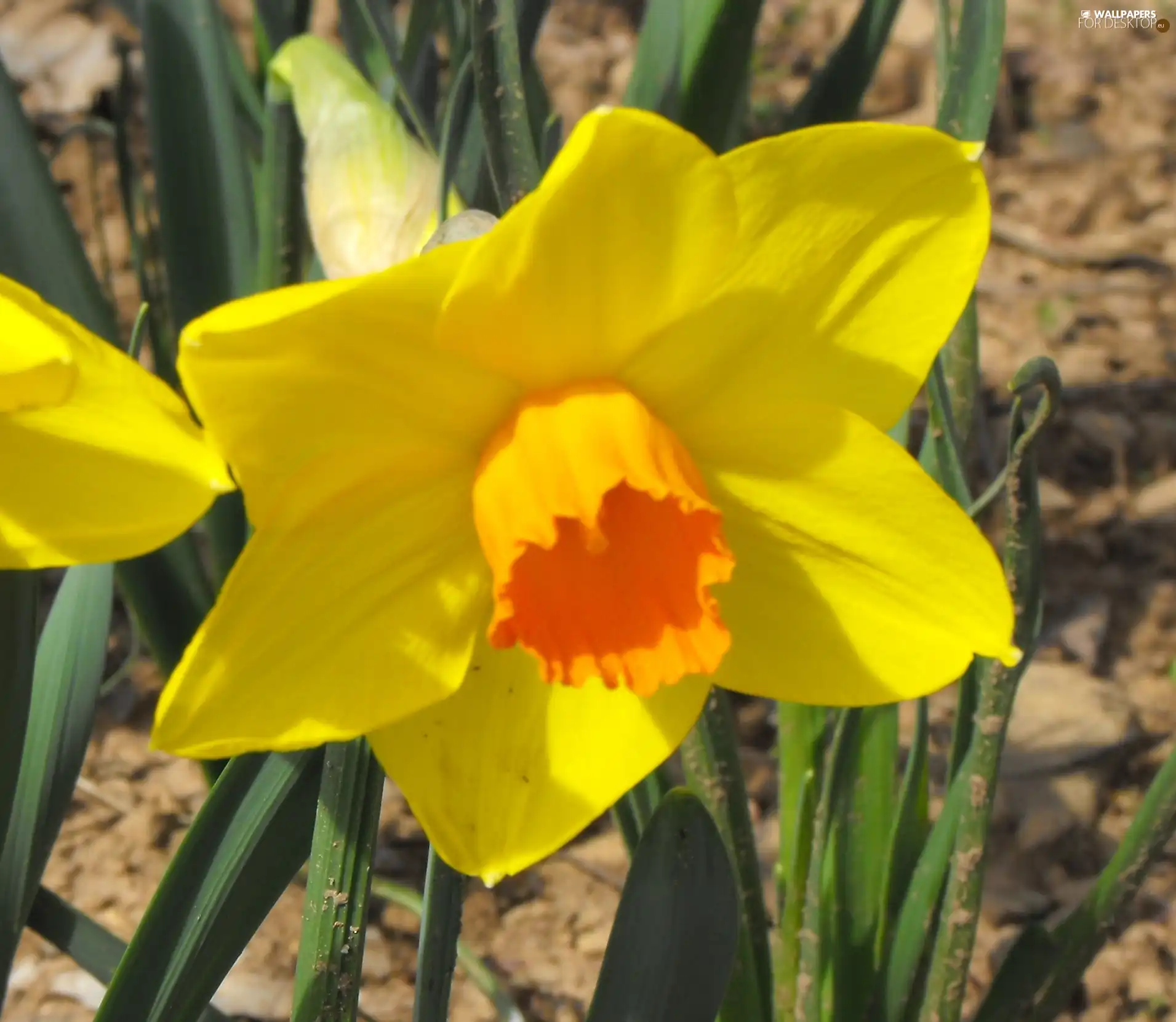 Yellow, Flower