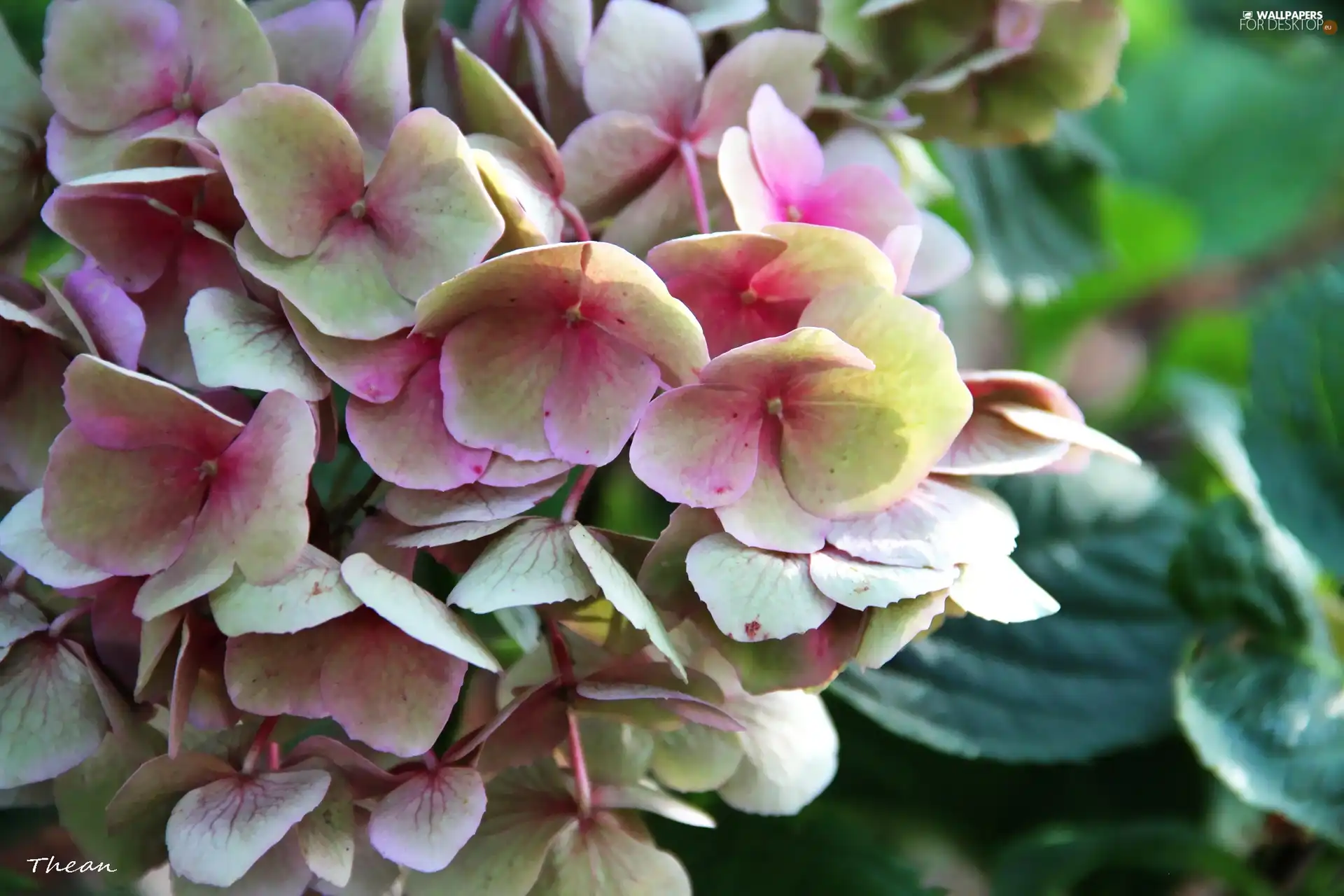 pink and white, Flowers