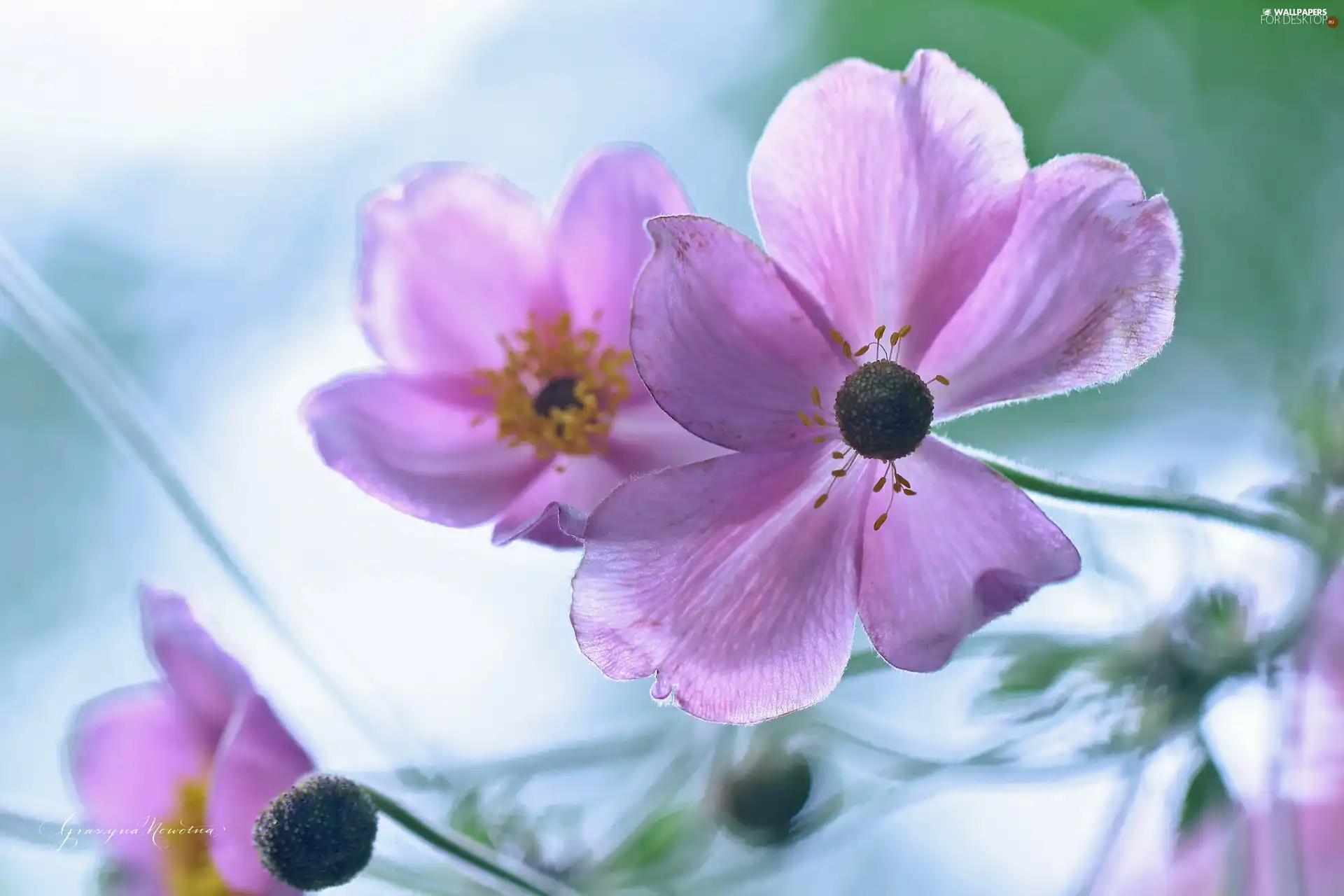 Anemones, purple, Flowers, Japanese