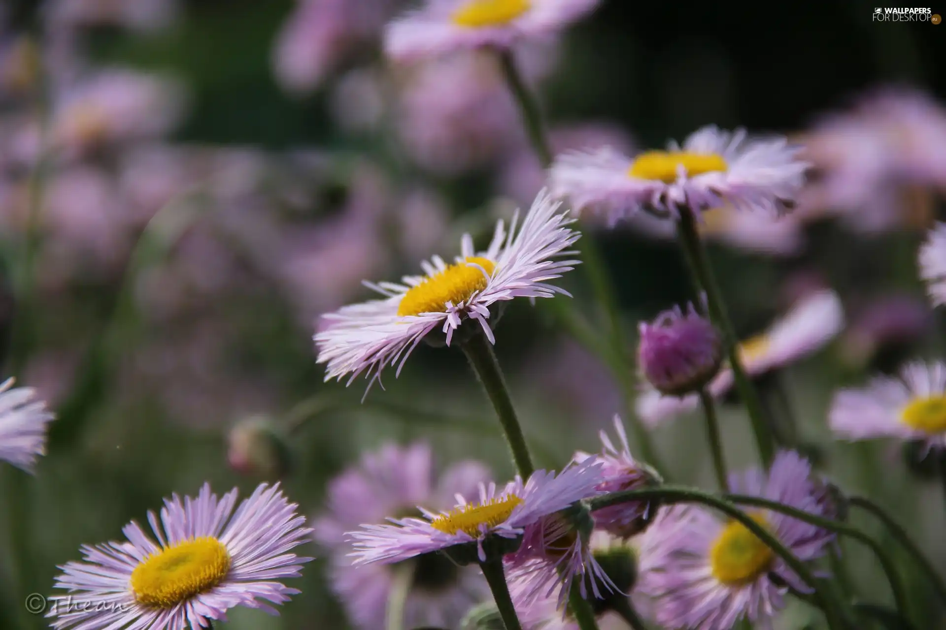 Flowers, purple, Astra