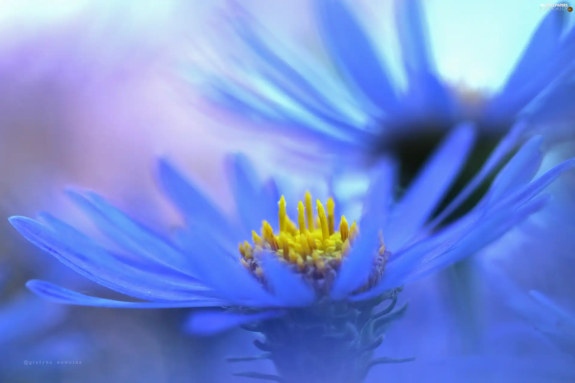 Astra, Flowers