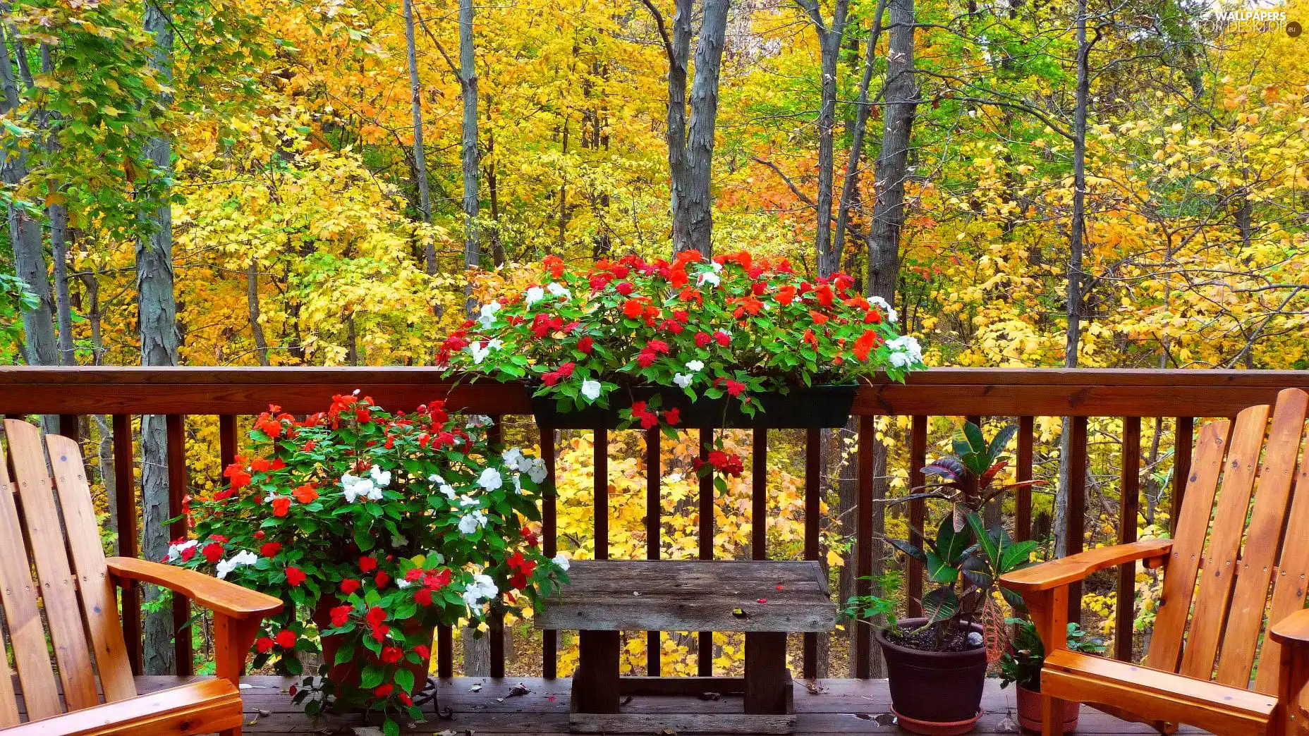 autumn, Balcony, Flowers, forest
