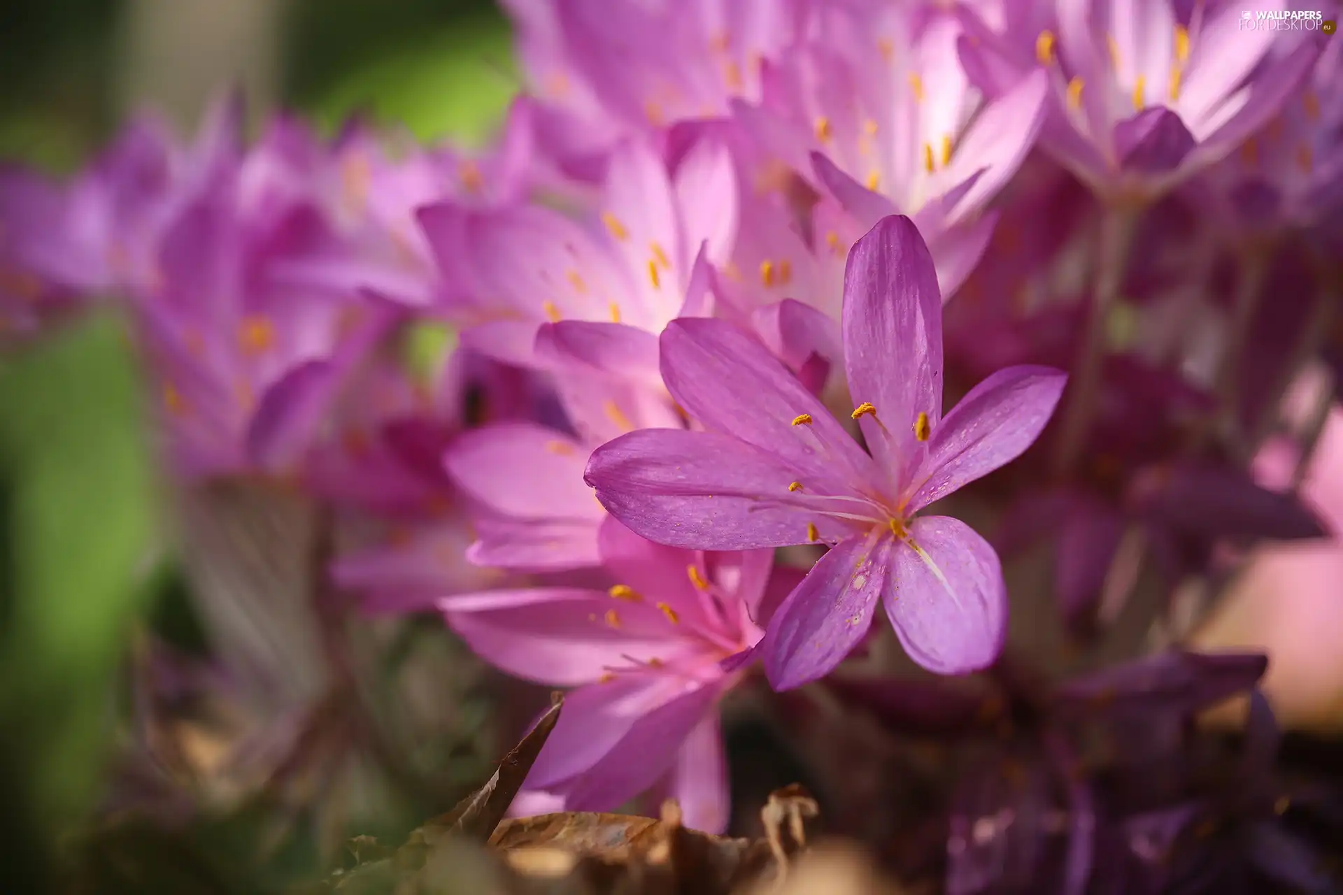 Pink, Flowers, Autumn, crocuses, colchicums