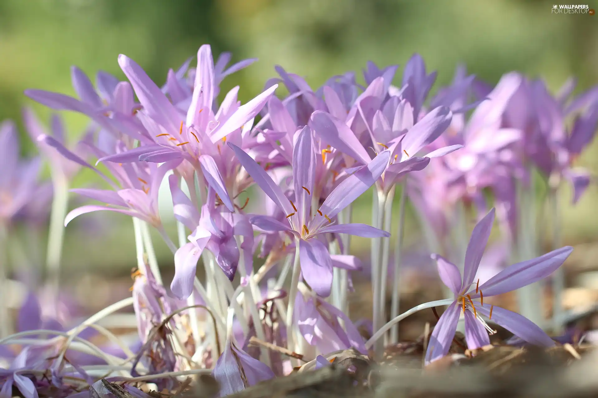 Flowers, colchicums, Autumn