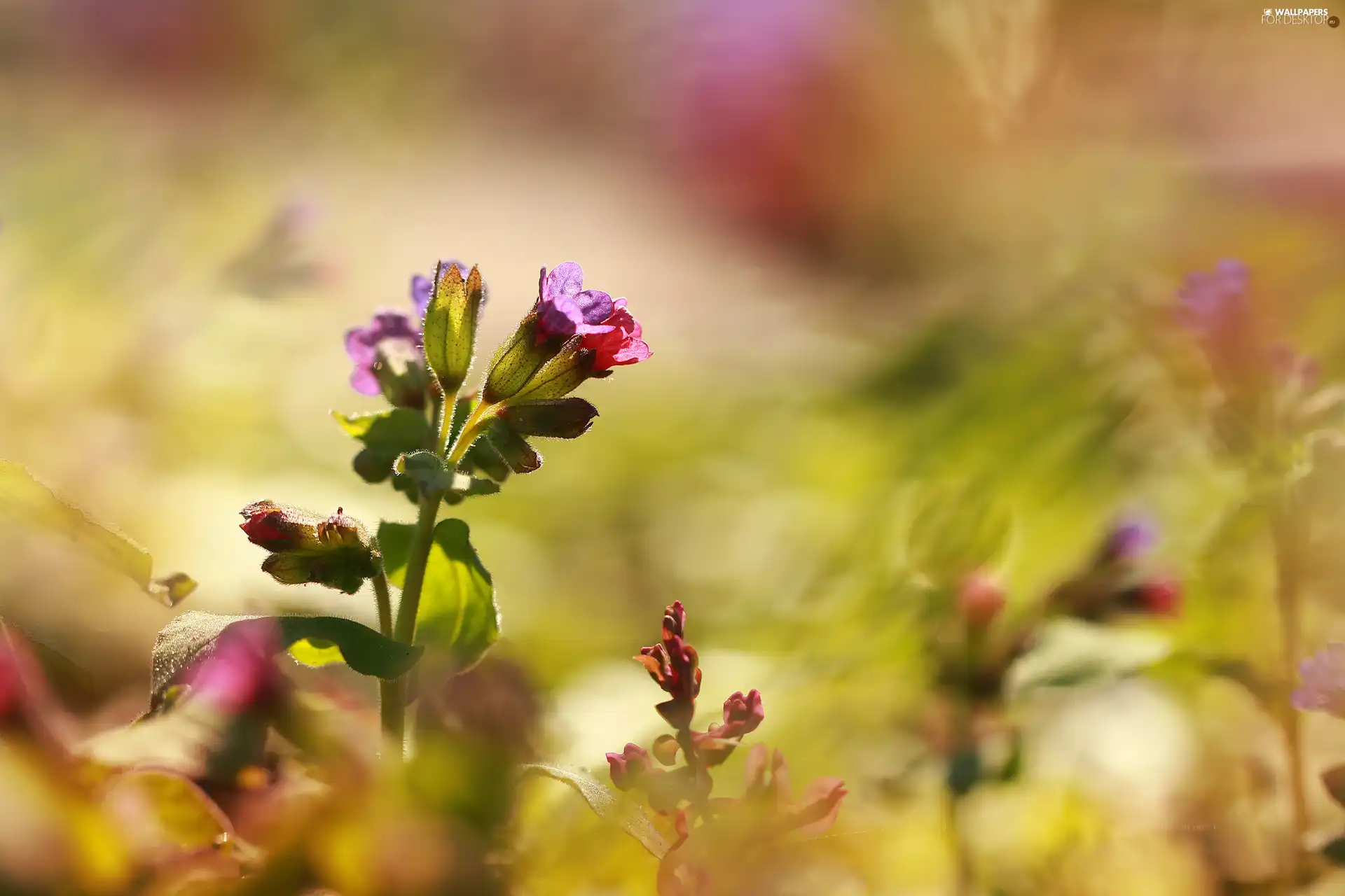 blurry background, purple, Flowers