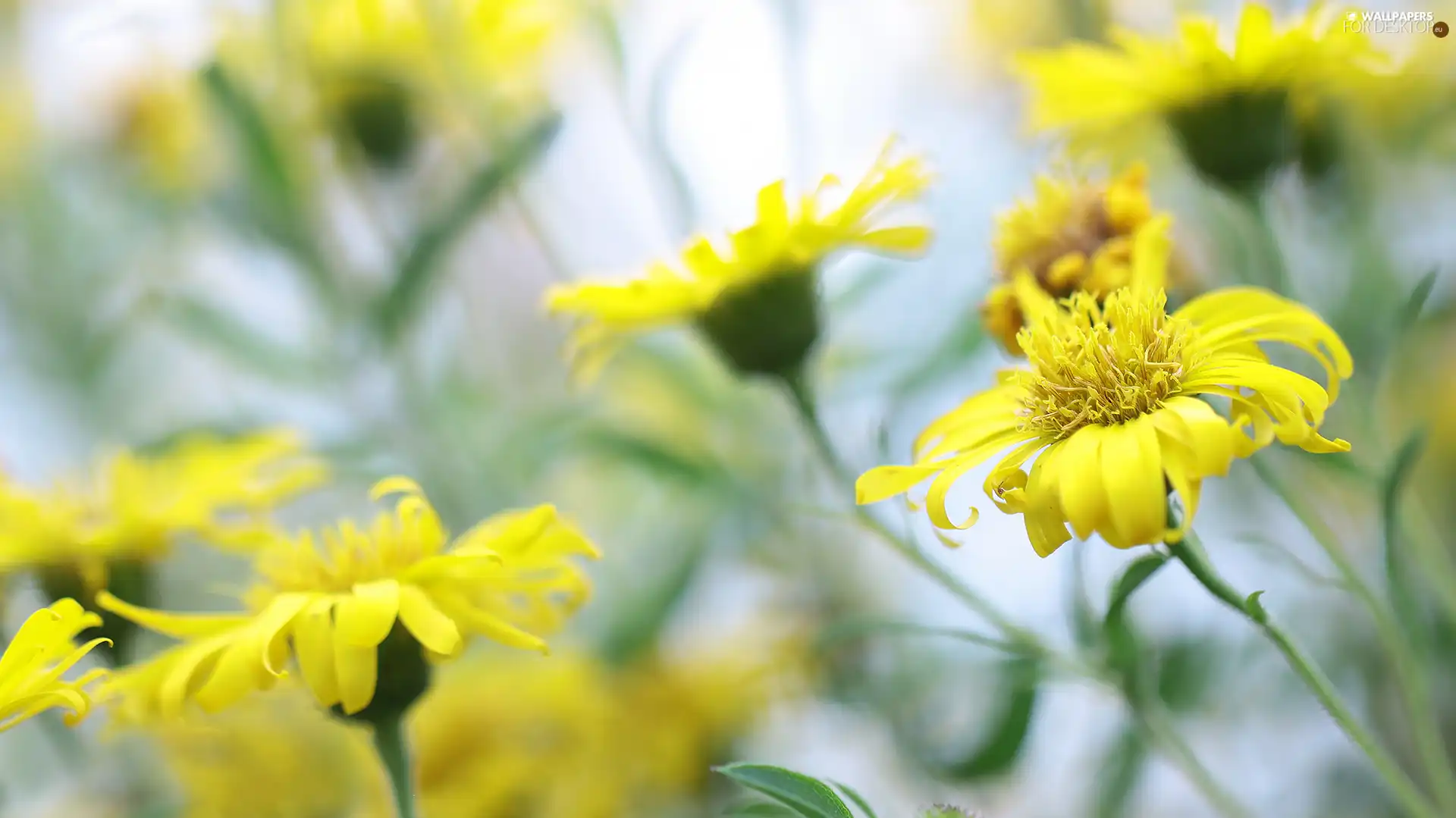 blurry background, Yellow, Flowers