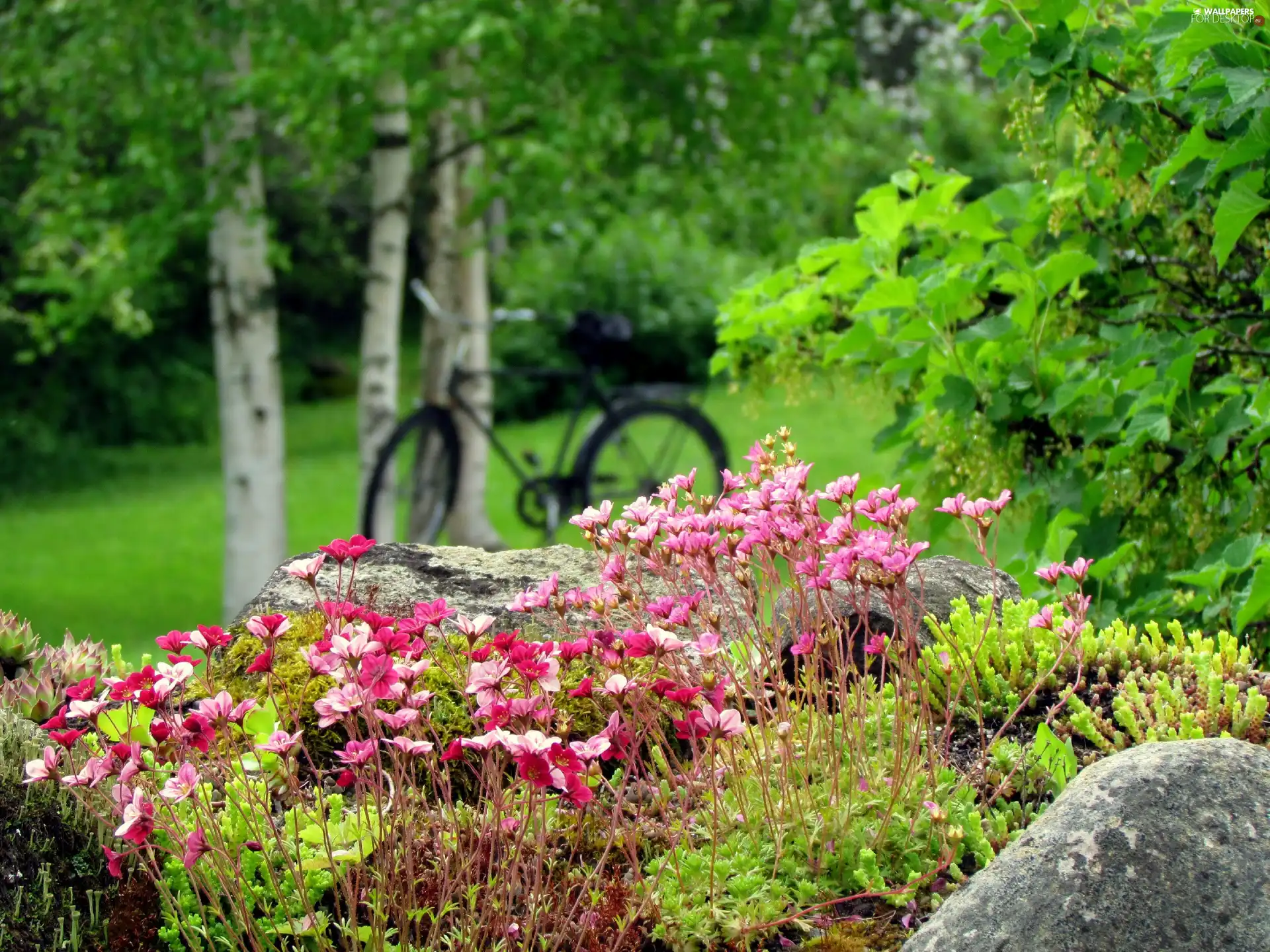 Bush, trees, flowers, Bike, Pink, viewes
