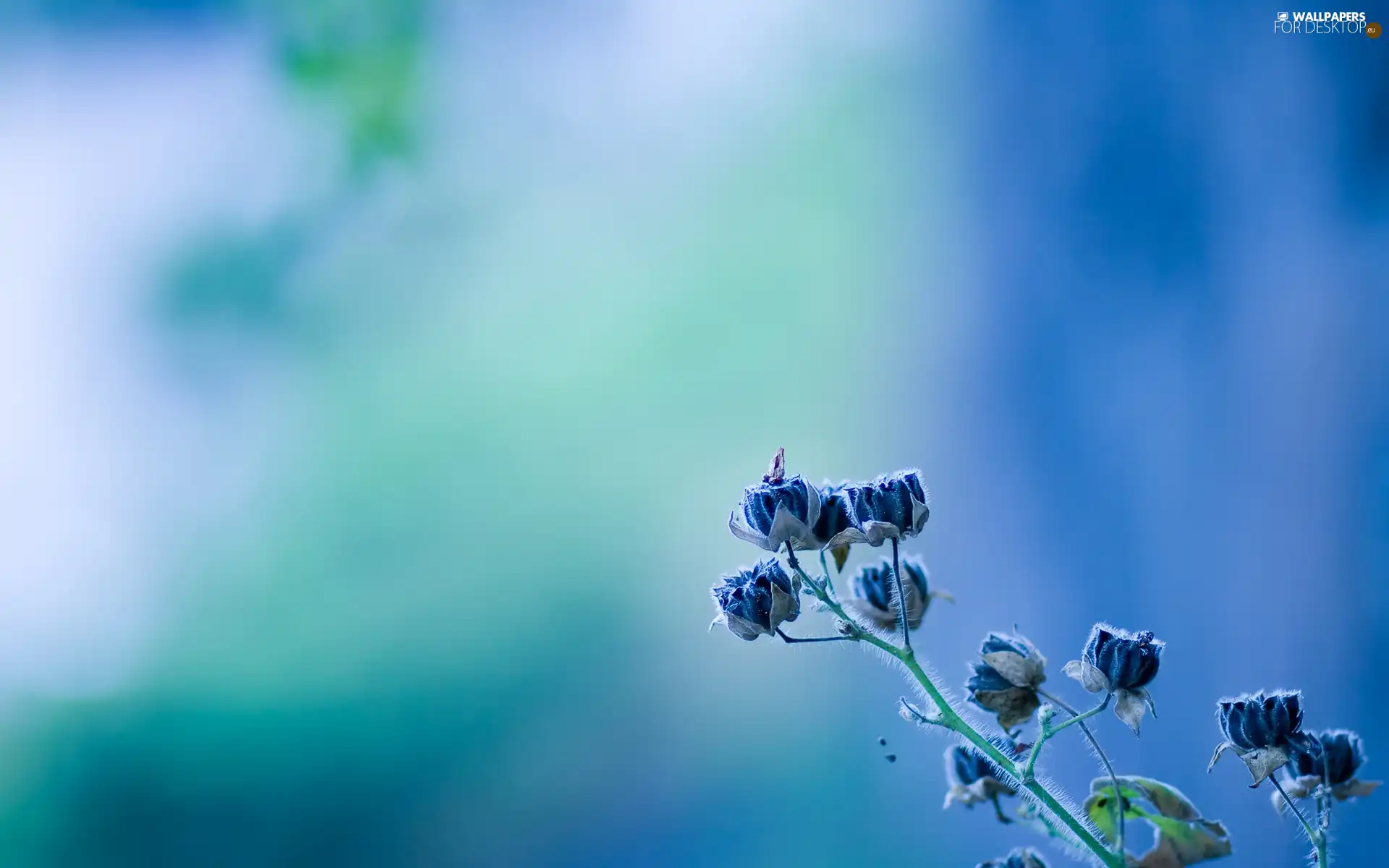 Blue, Flowers