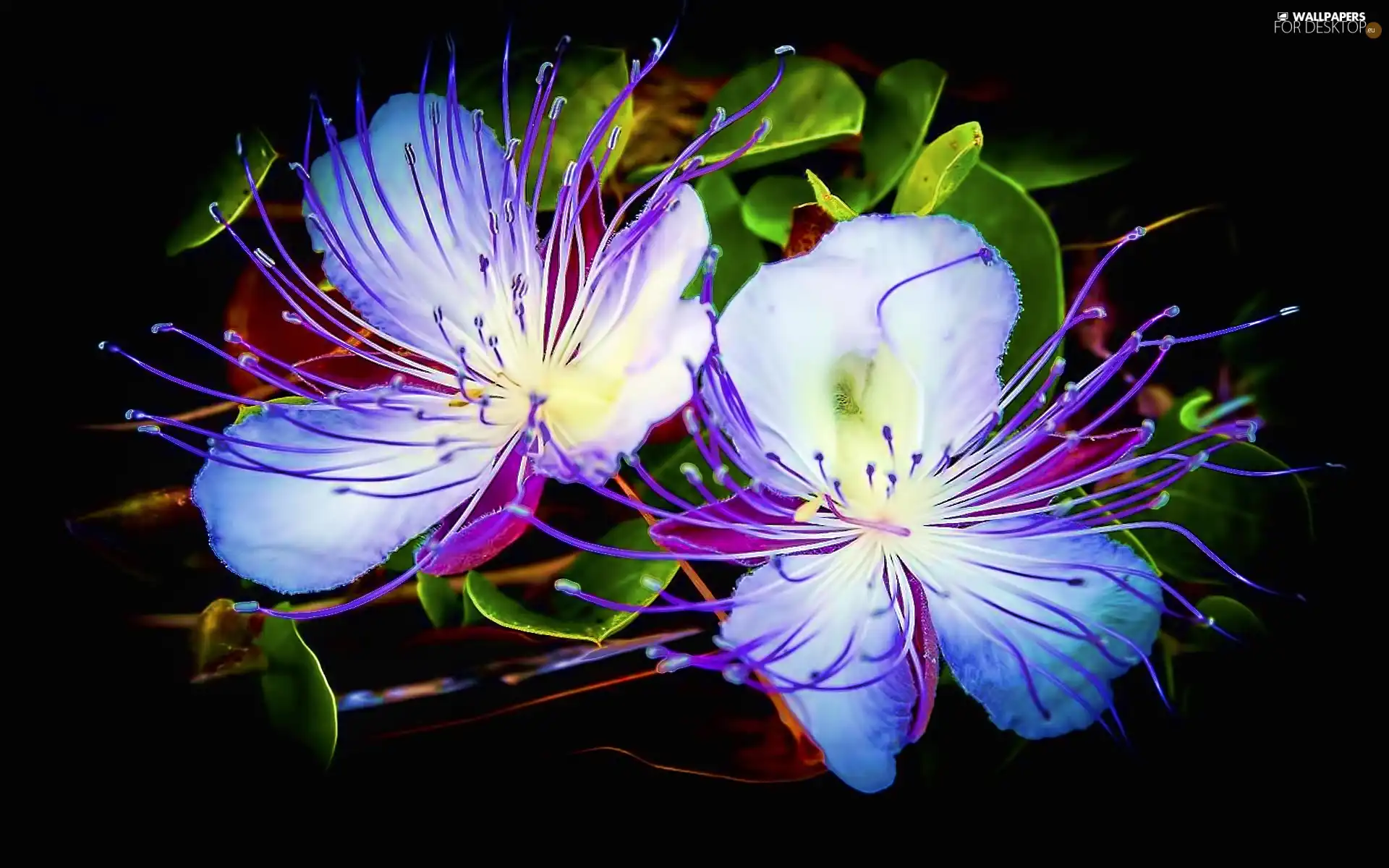Blue, Flowers