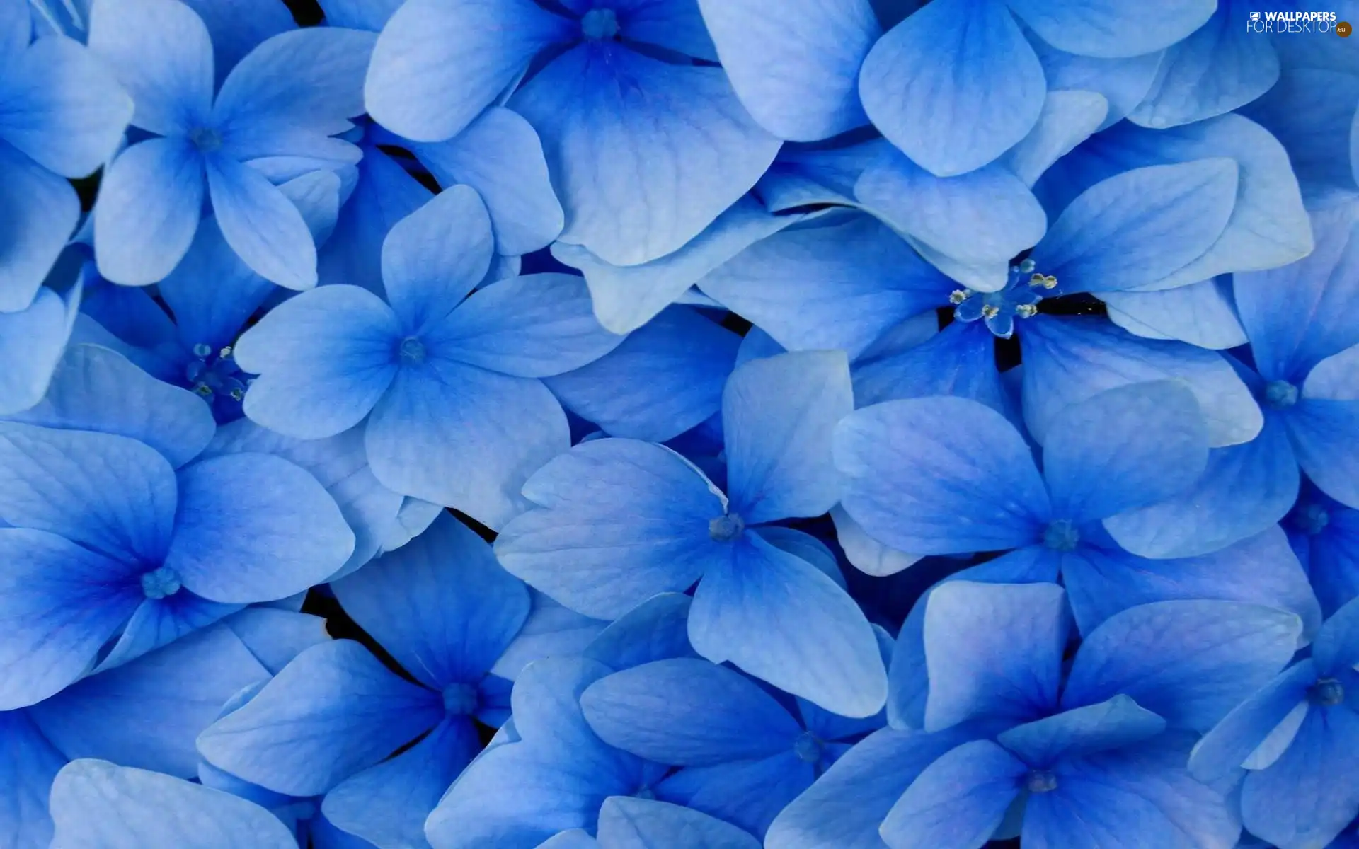 Blue, Flowers
