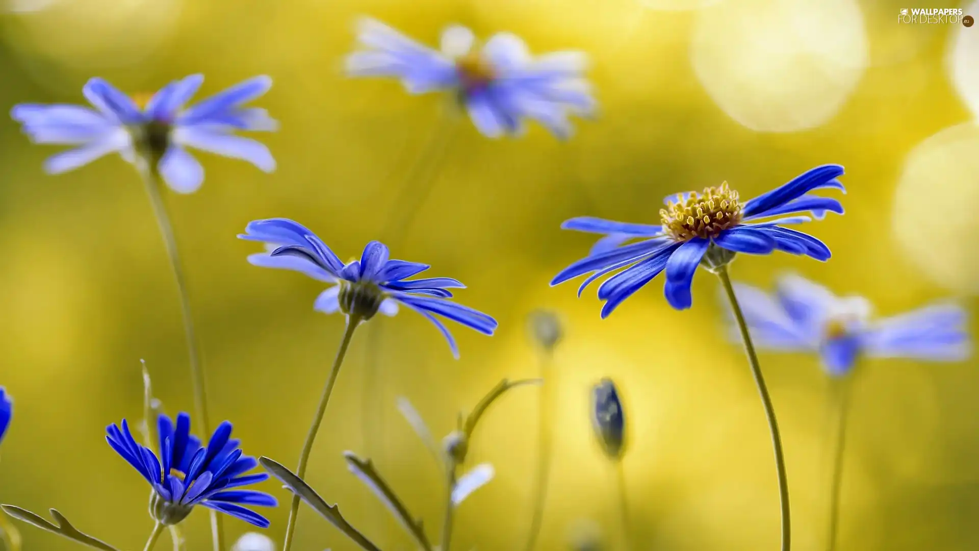 Flowers, Close, Blue