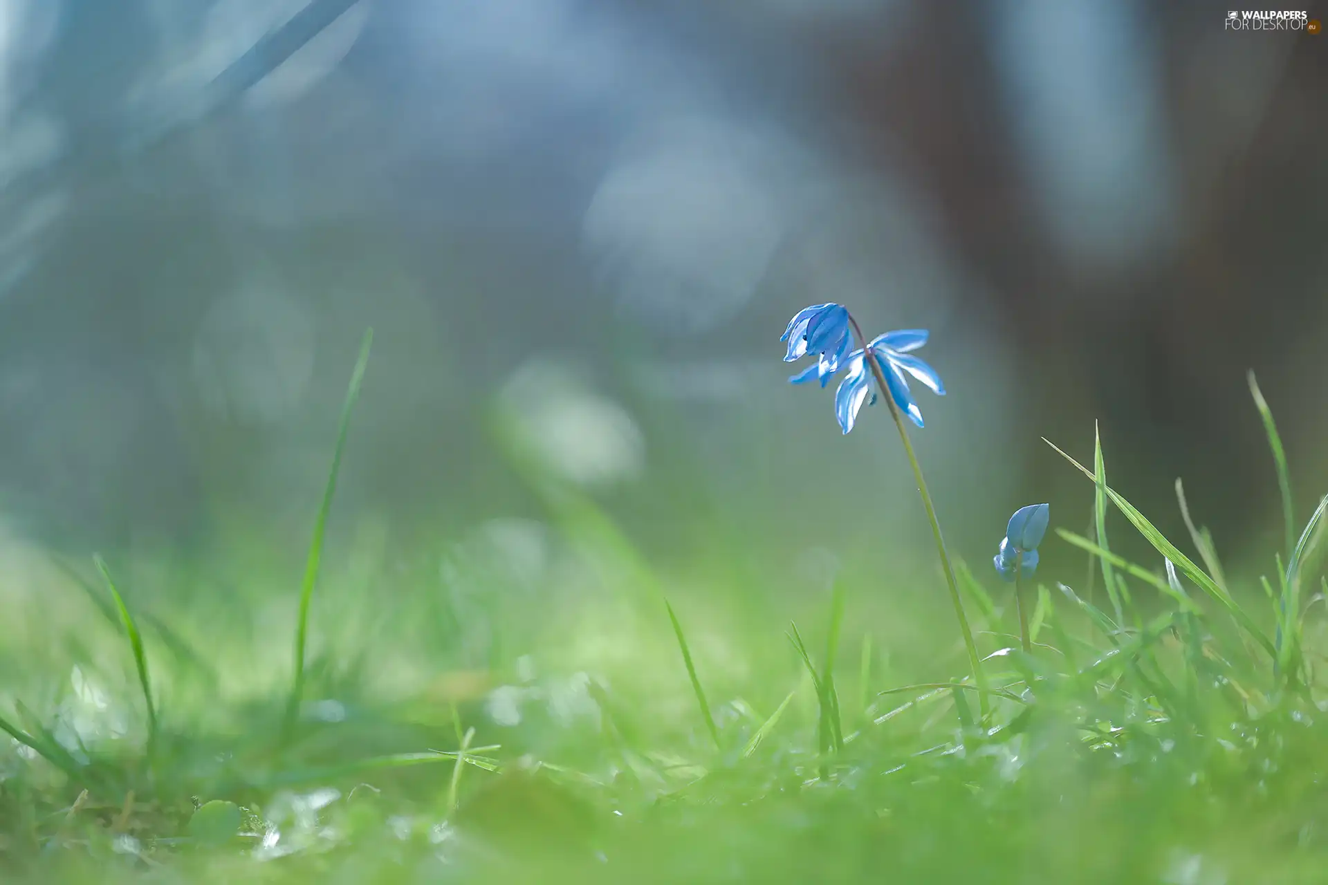 Siberian squill, Colourfull Flowers, grass, blue