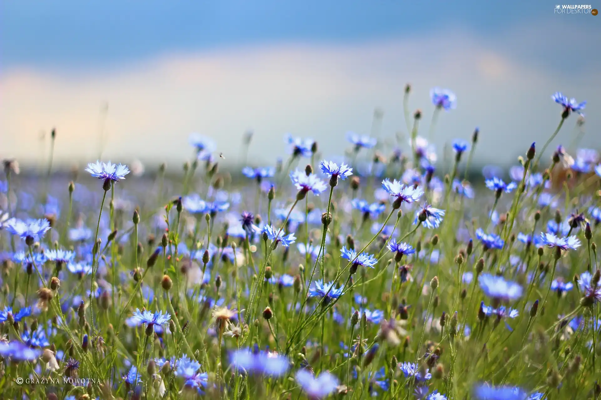 Flowers, cornflowers, Blue