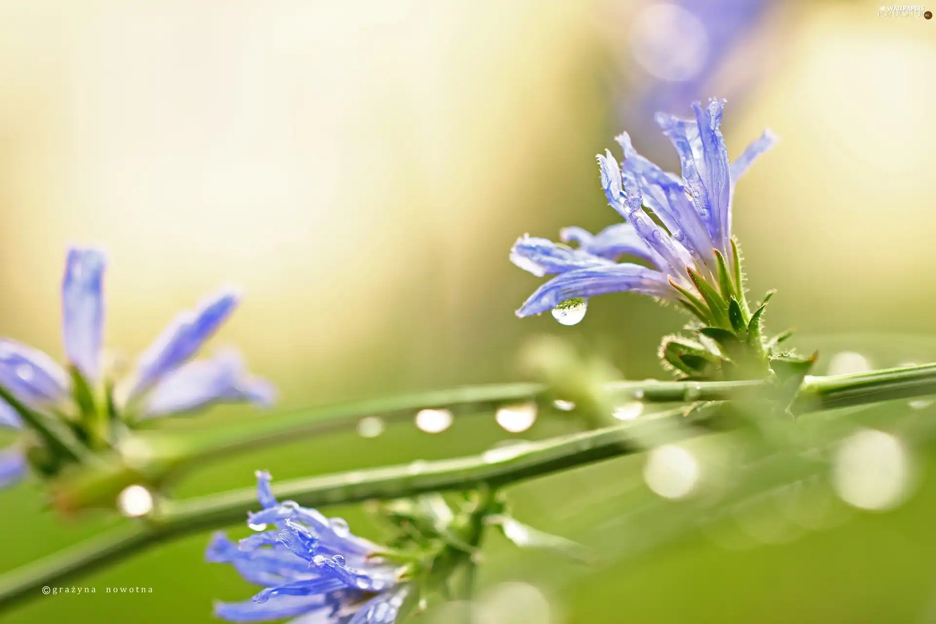 Flowers, endive, Blue